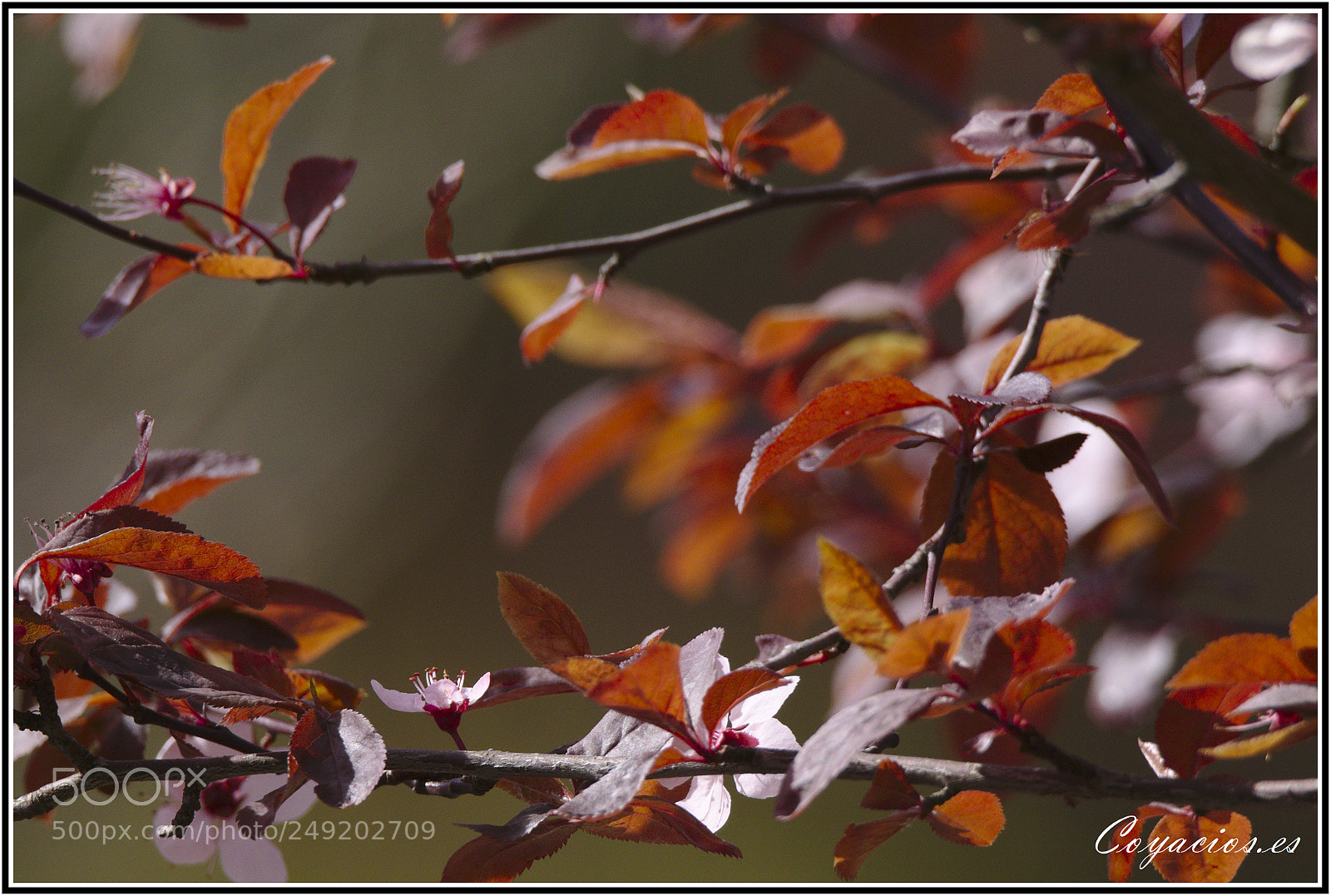 Canon EOS 7D Mark II sample photo. Tiempo de flores photography