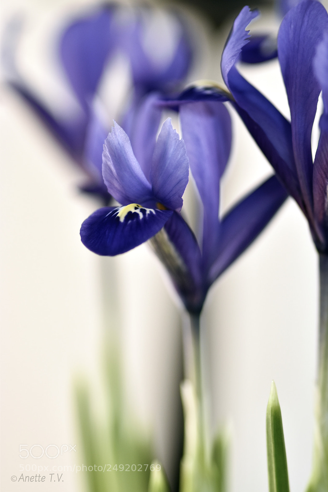 Nikon D5500 sample photo. Blue dance .. photography