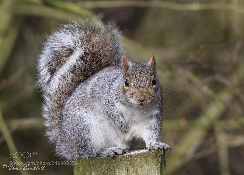 Canon EOS 7D Mark II sample photo. Grey squirrel photography