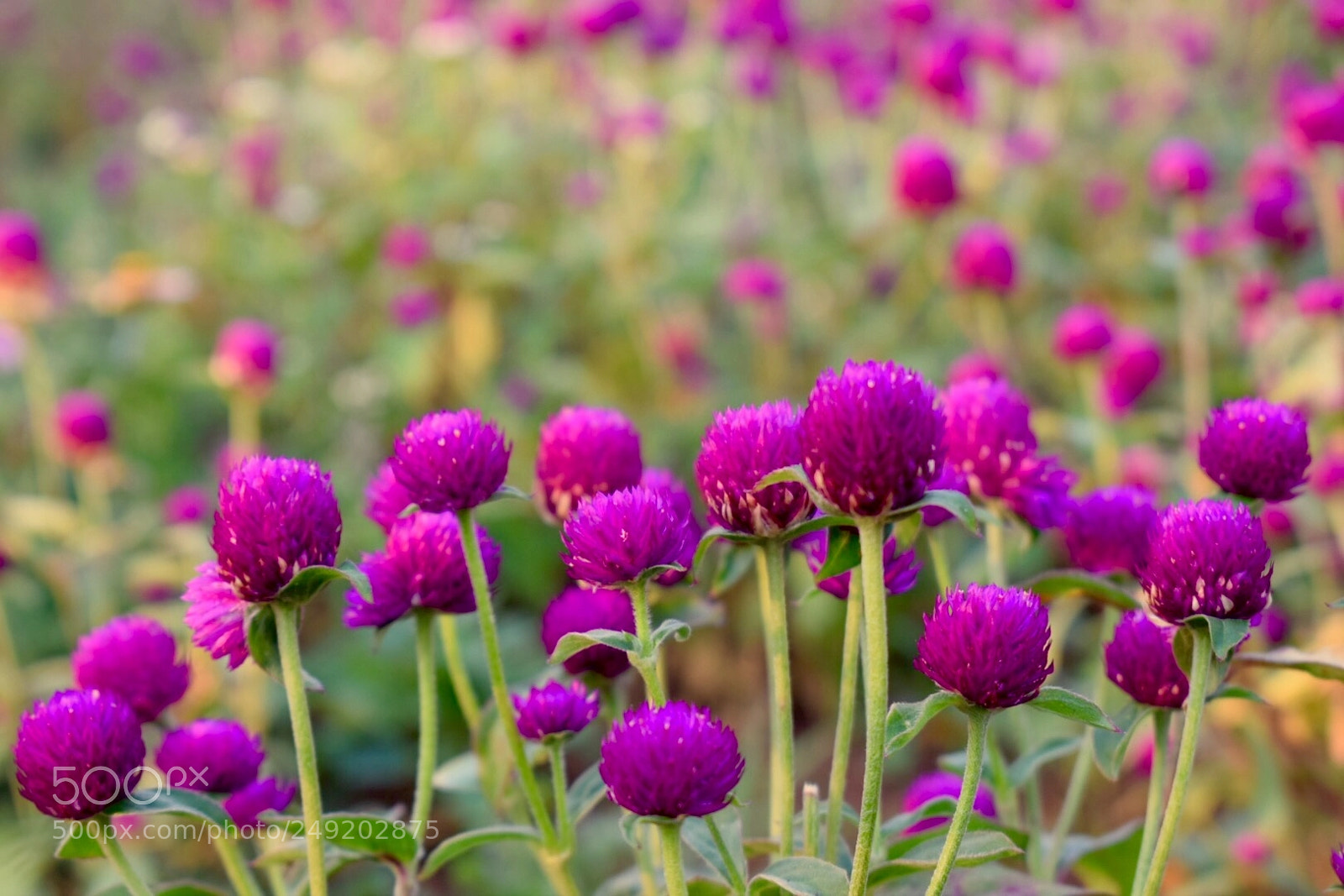Nikon D5300 sample photo. Gomphrena ! photography