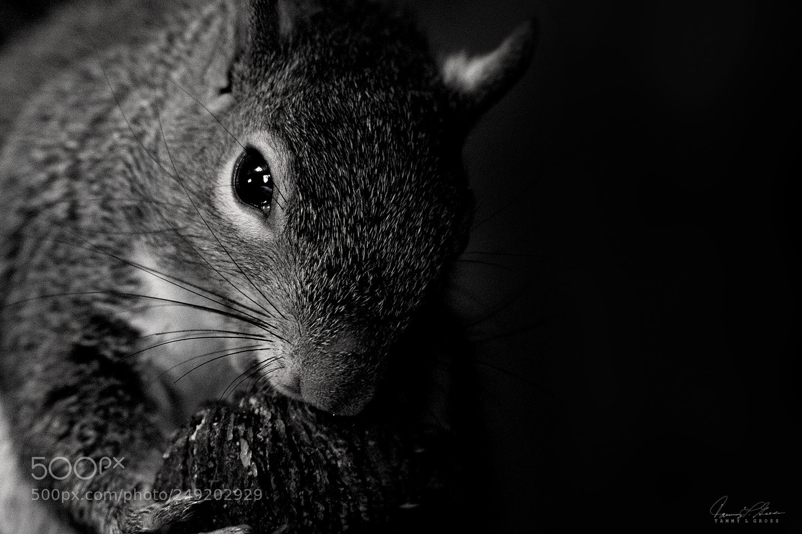 Canon EOS 7D sample photo. Oh nuts! photography