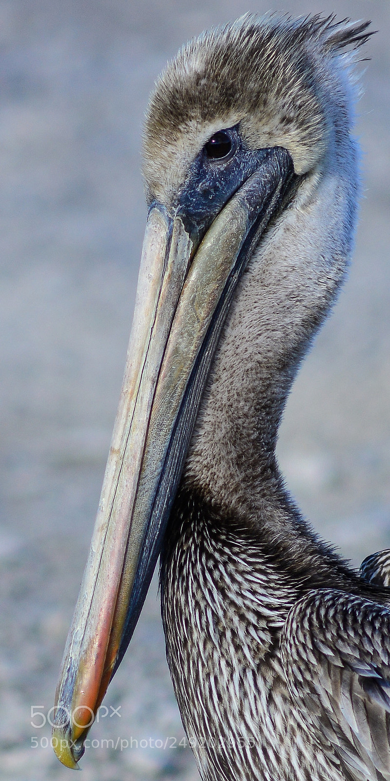Nikon D7100 sample photo. Brown pelican photography