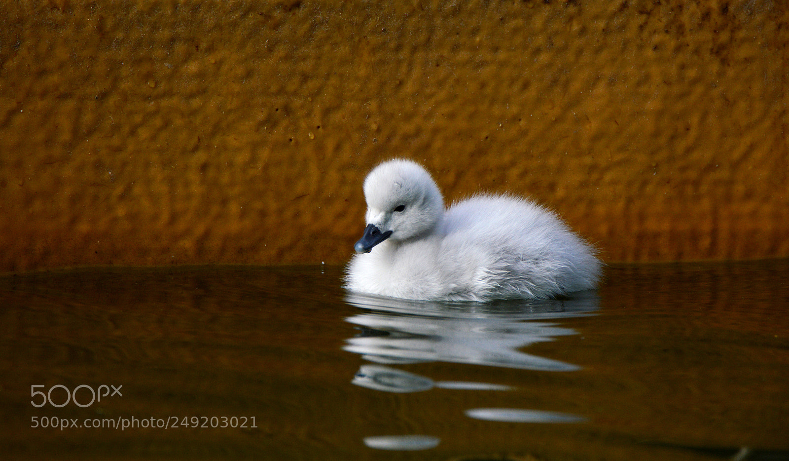 Nikon D3200 sample photo. Gosling photography
