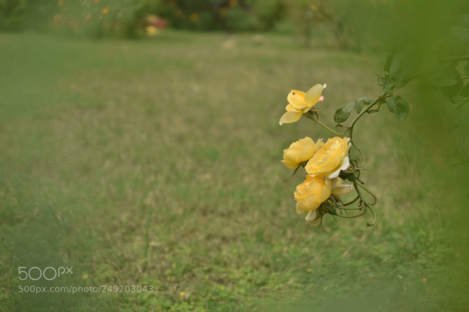 Nikon D3300 sample photo. Csc photography