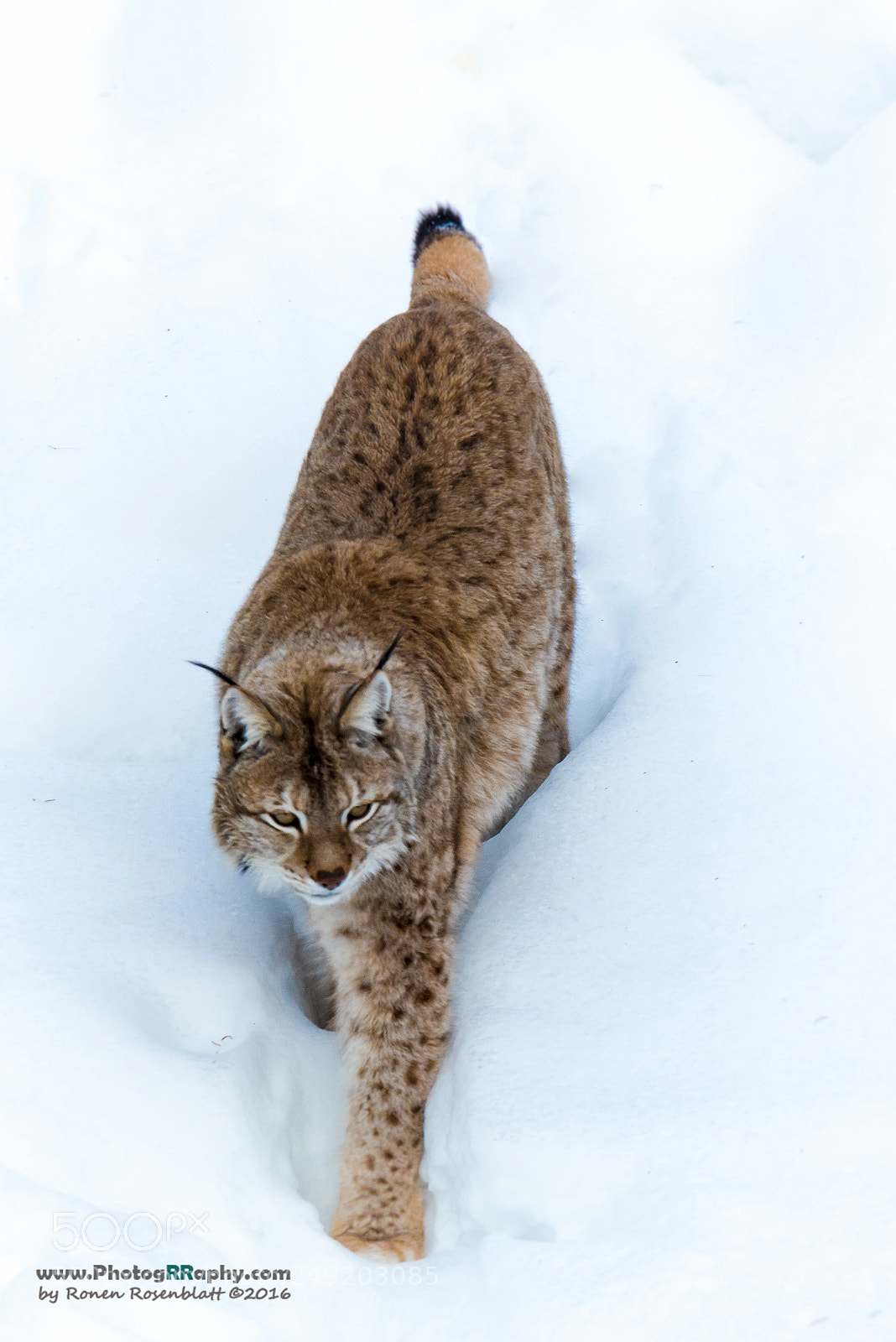 Nikon D810 sample photo. Lynx photography