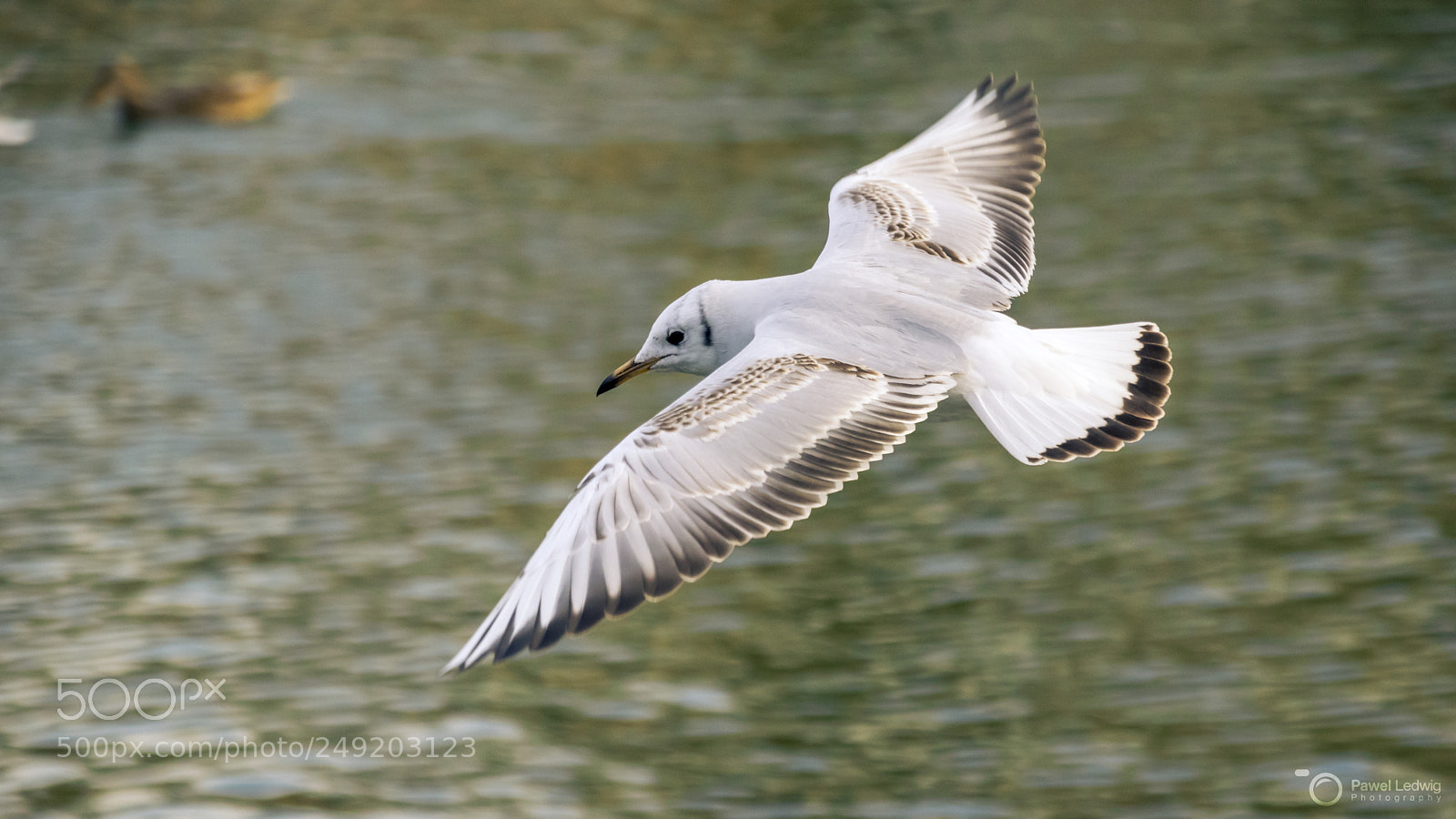 Nikon D5300 sample photo. Black-headed gull over the photography