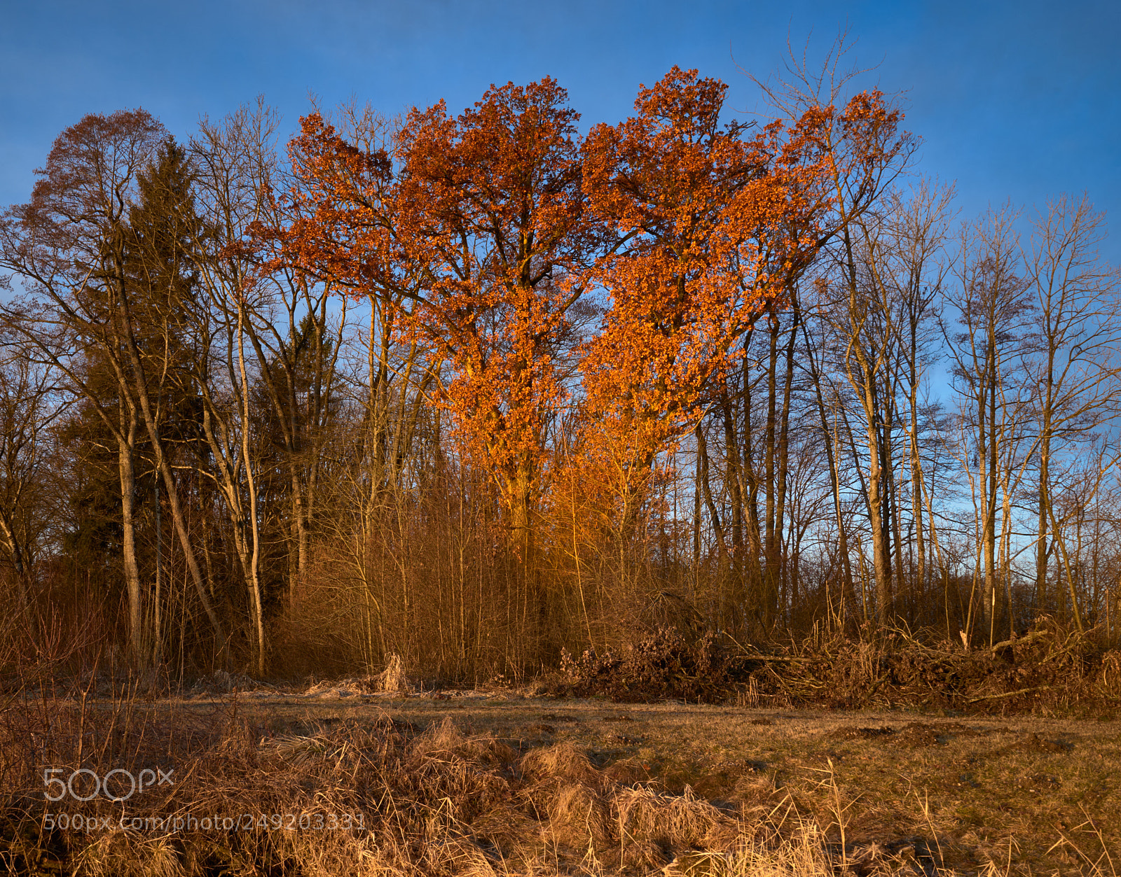 Sony a7 II sample photo. Fire tree photography