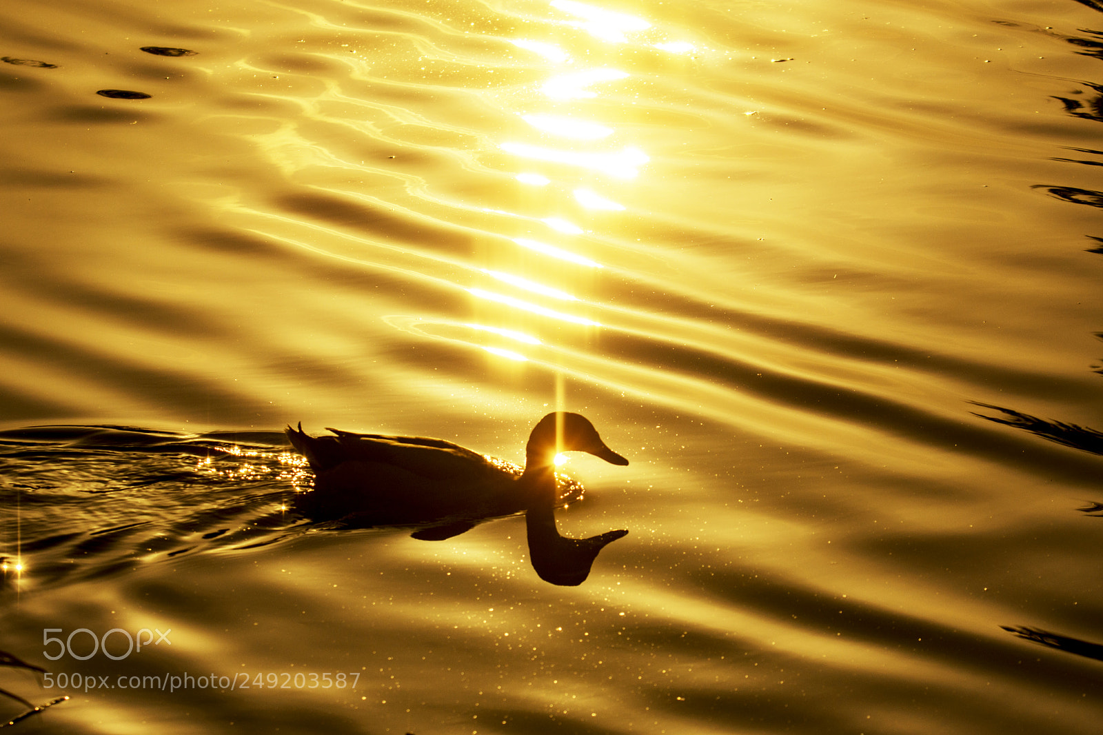 Nikon D7200 sample photo. Sunset in the park photography