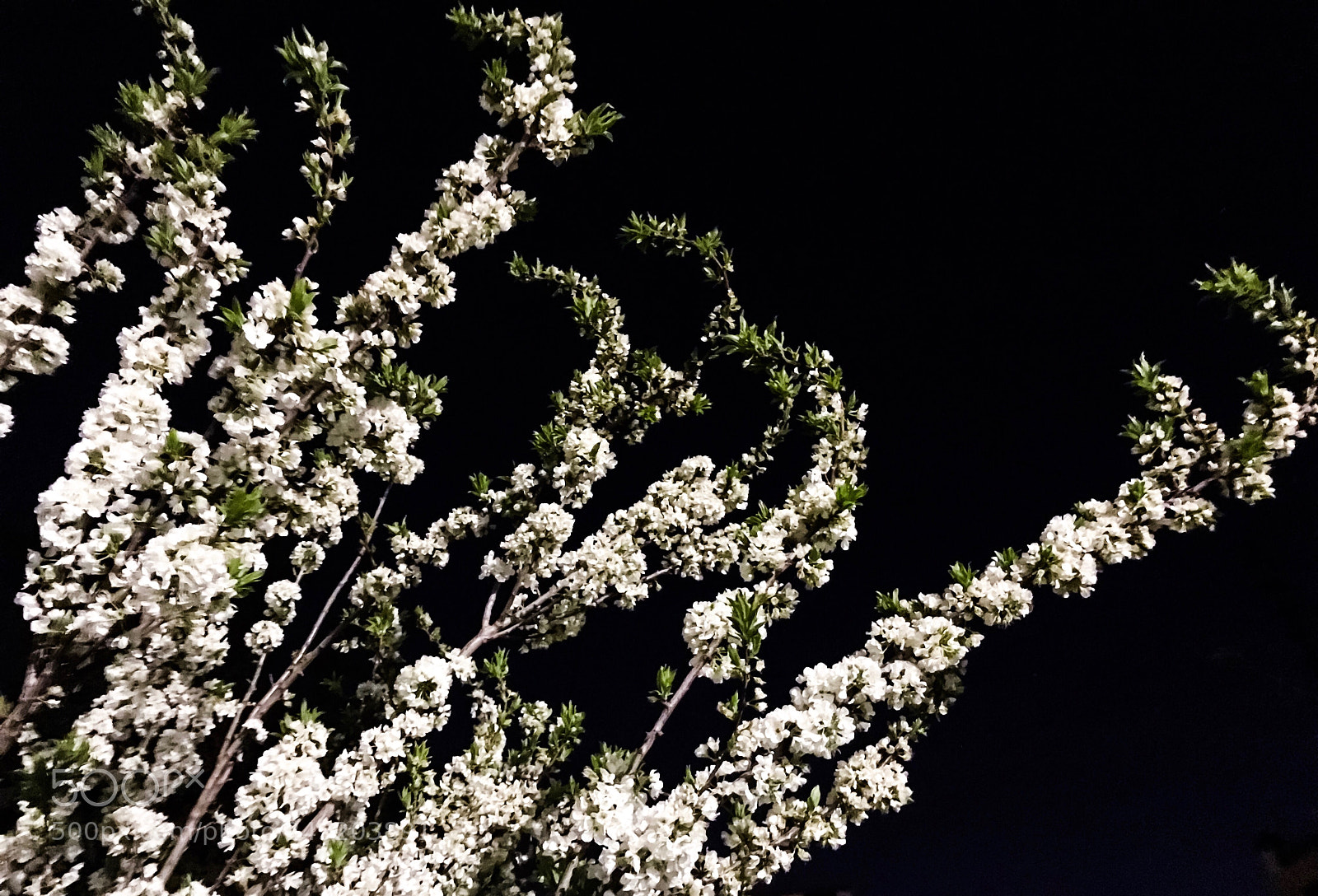 Apple iPhone 7 Plus sample photo. Spring photography