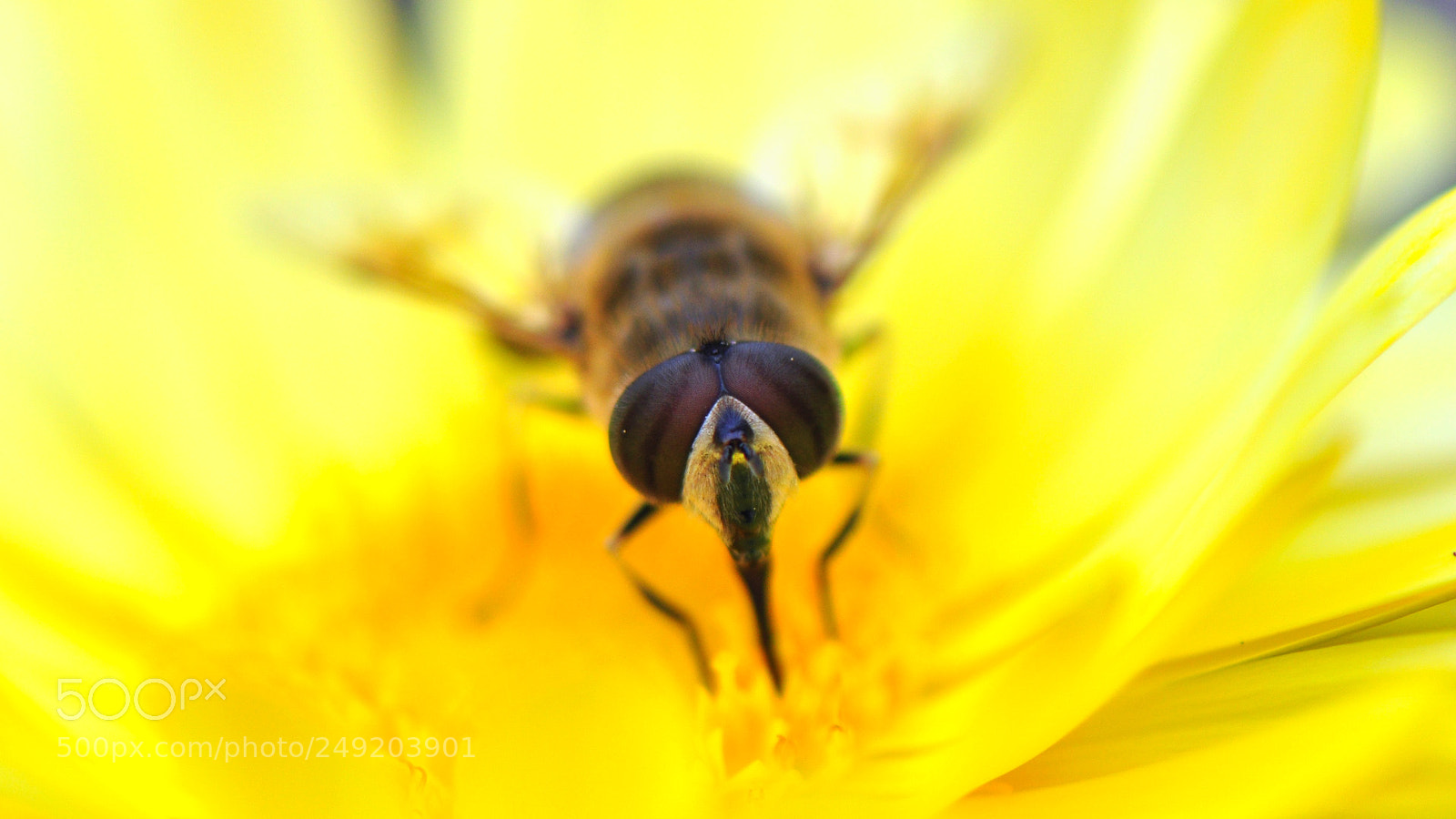 Nikon D5000 sample photo. Yellow flower and bee photography