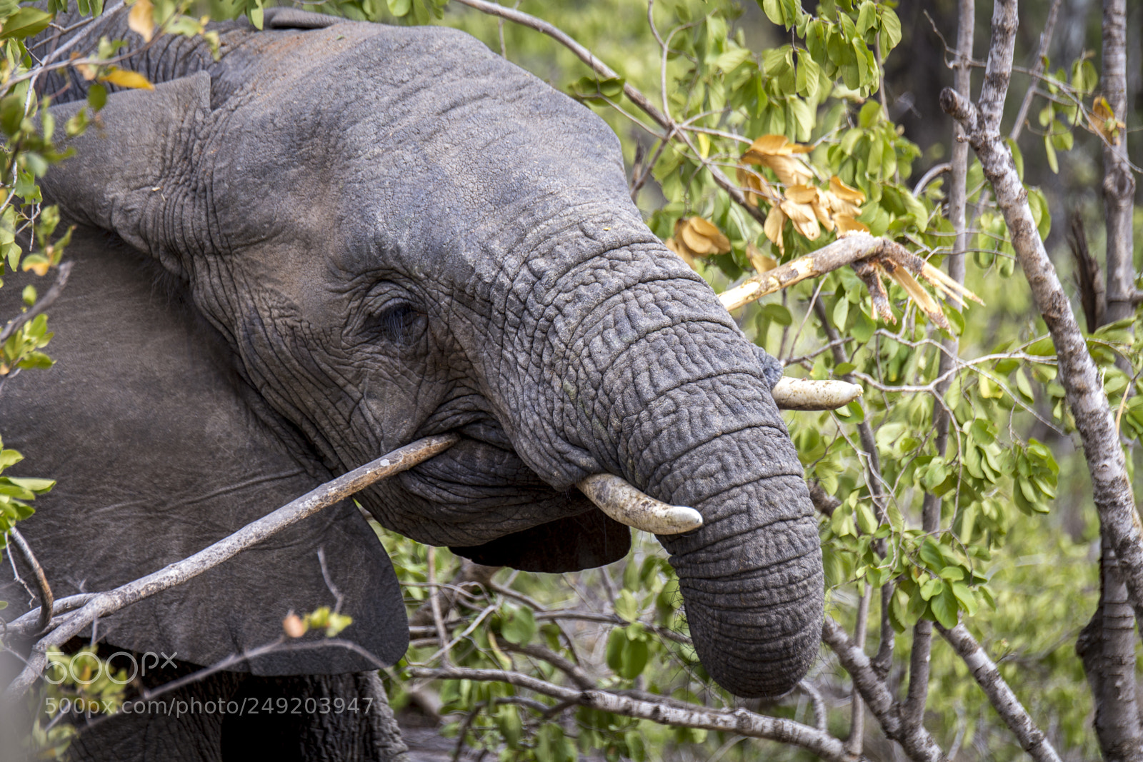 Canon EOS 700D (EOS Rebel T5i / EOS Kiss X7i) sample photo. Africasul photography