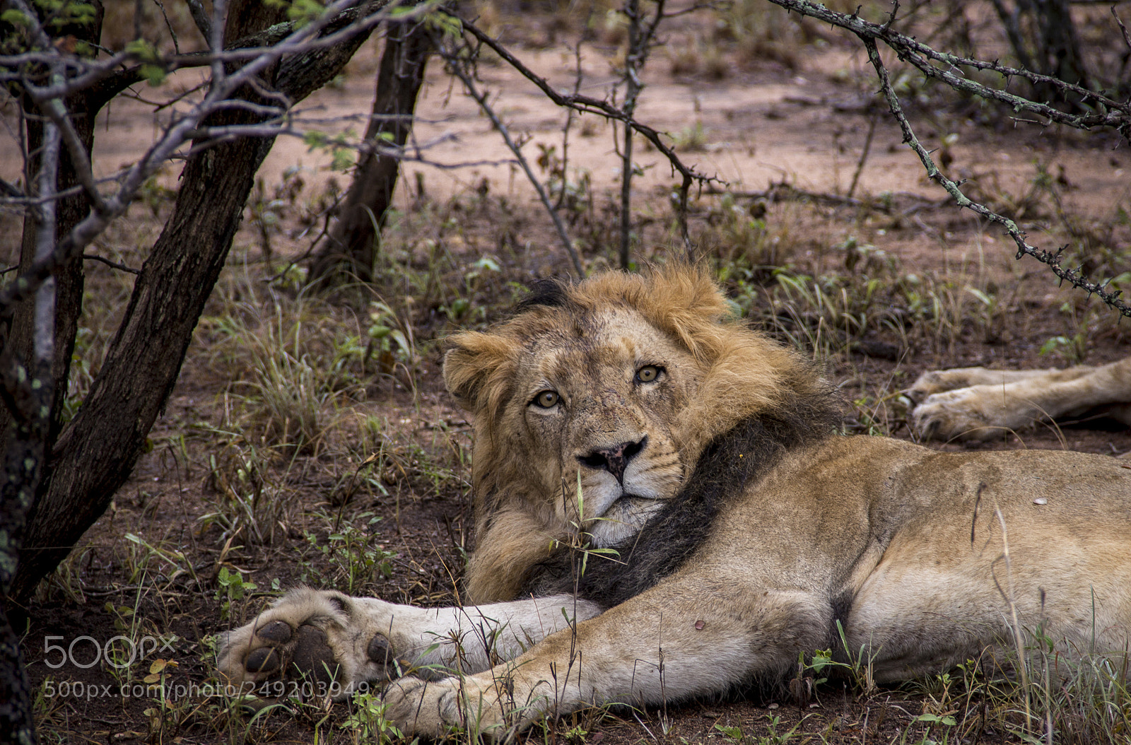 Canon EOS 700D (EOS Rebel T5i / EOS Kiss X7i) sample photo. Africasul photography