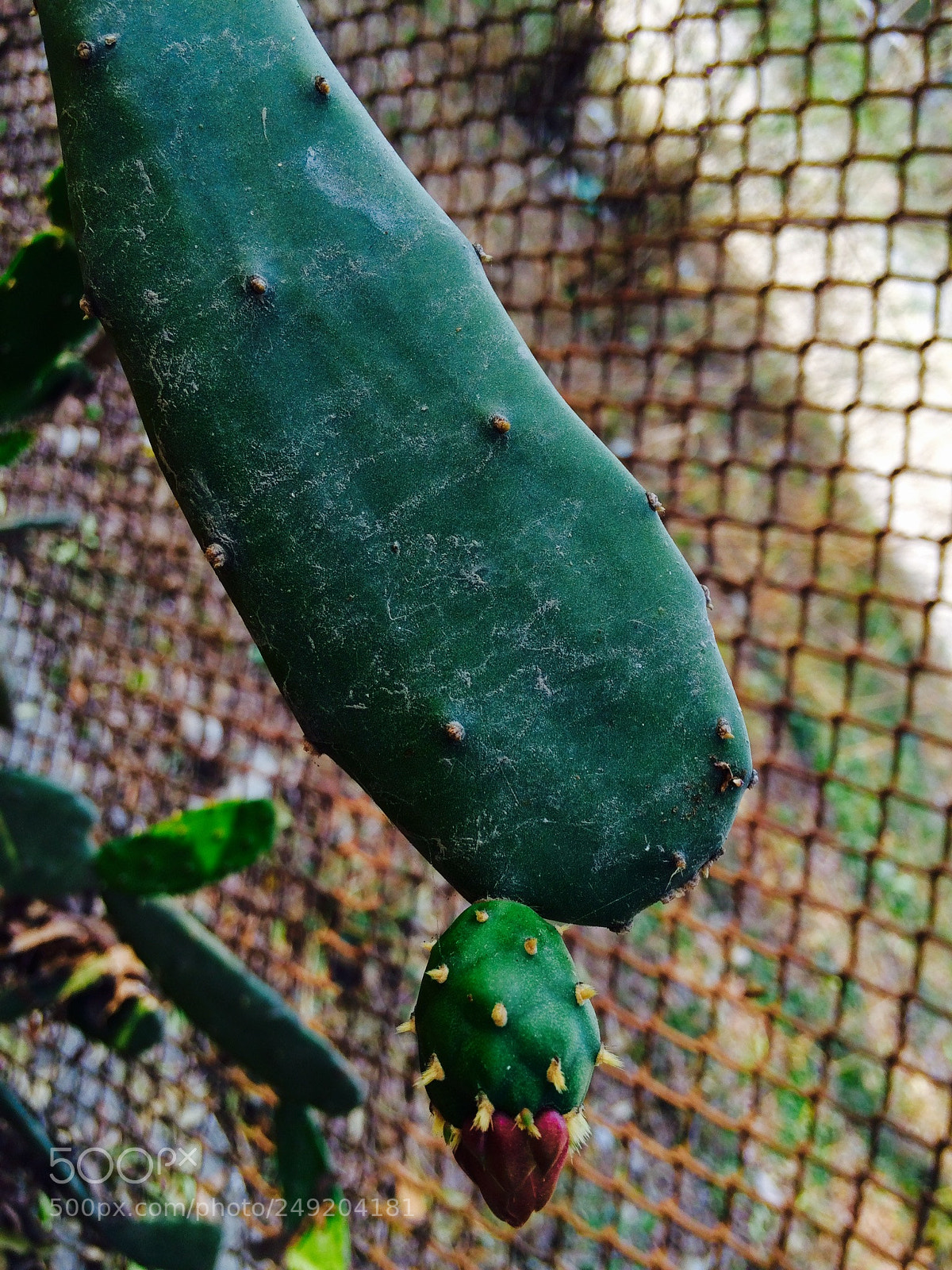 Apple iPhone 5s sample photo. Abcffe c photography