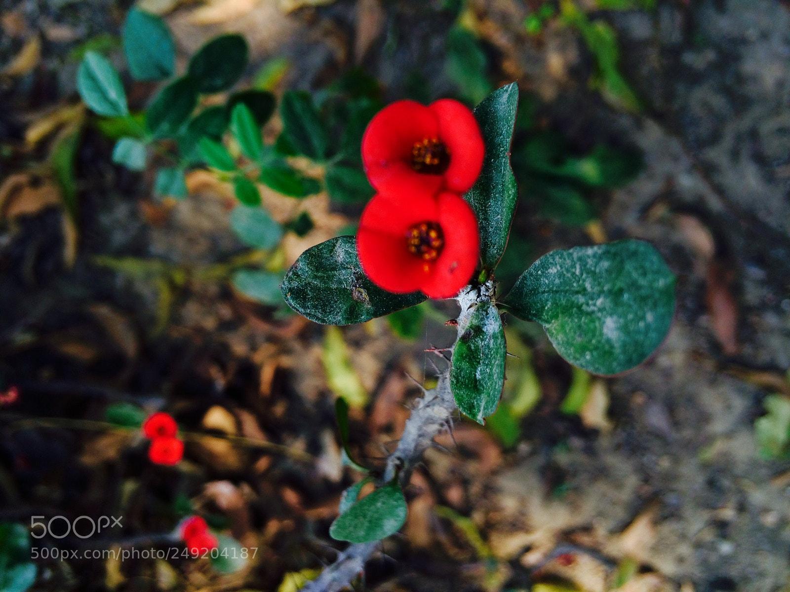 Apple iPhone 5s sample photo. Efa eac photography