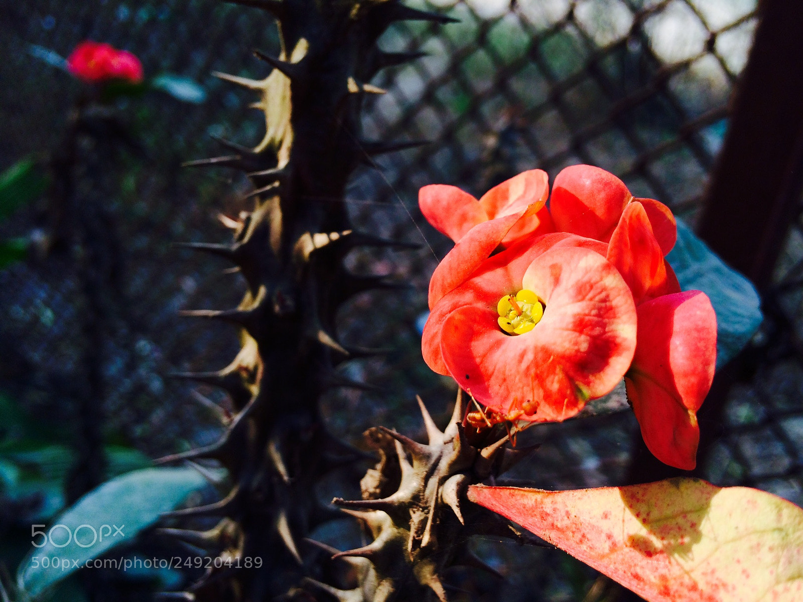 Apple iPhone 5s sample photo. Fc cbab bdc photography