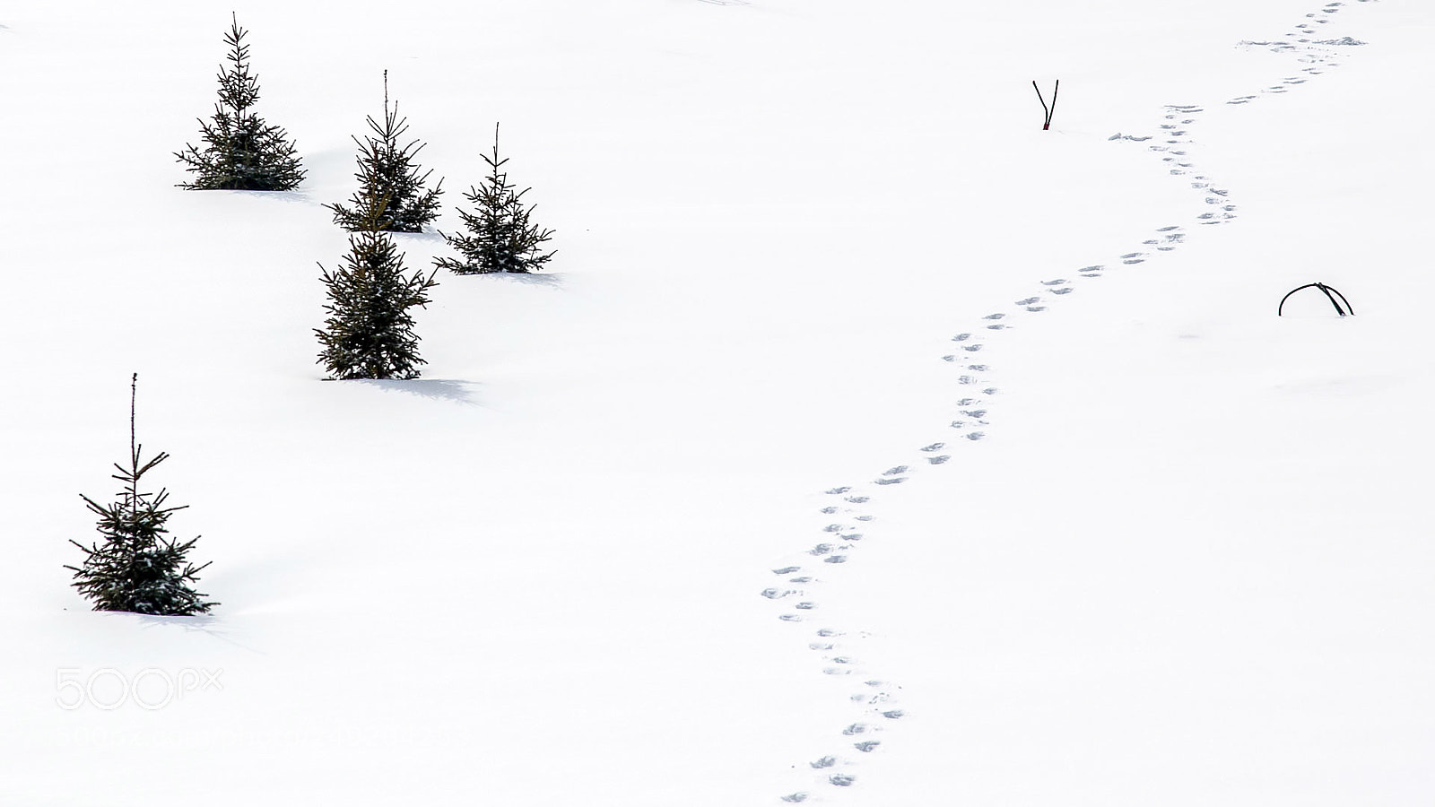 Nikon D800 sample photo. Winter photography
