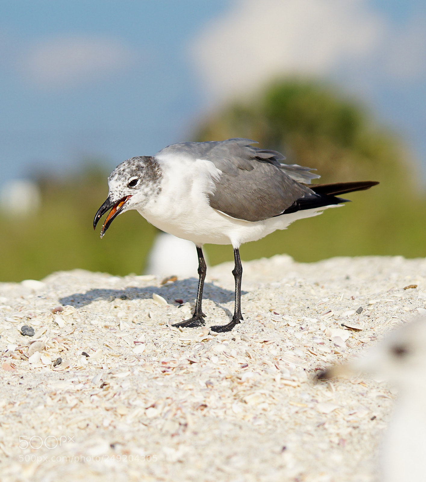 Sony a6300 sample photo. Any bird is a photography