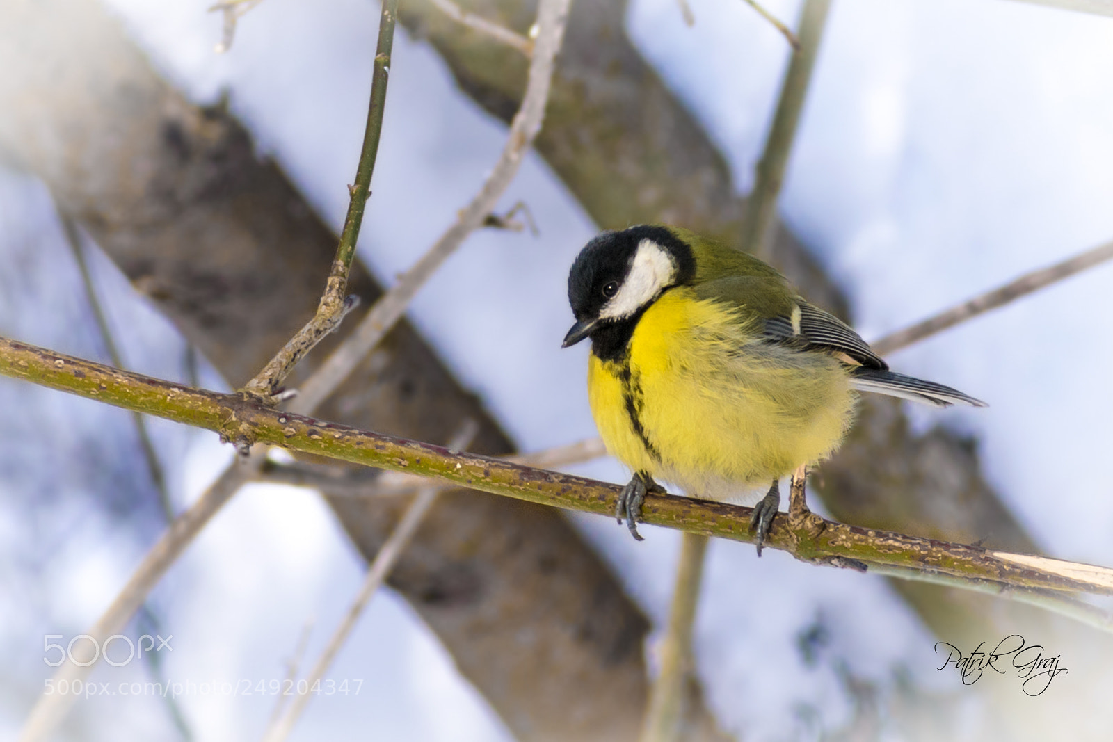 Nikon D5300 sample photo. Great tit photography