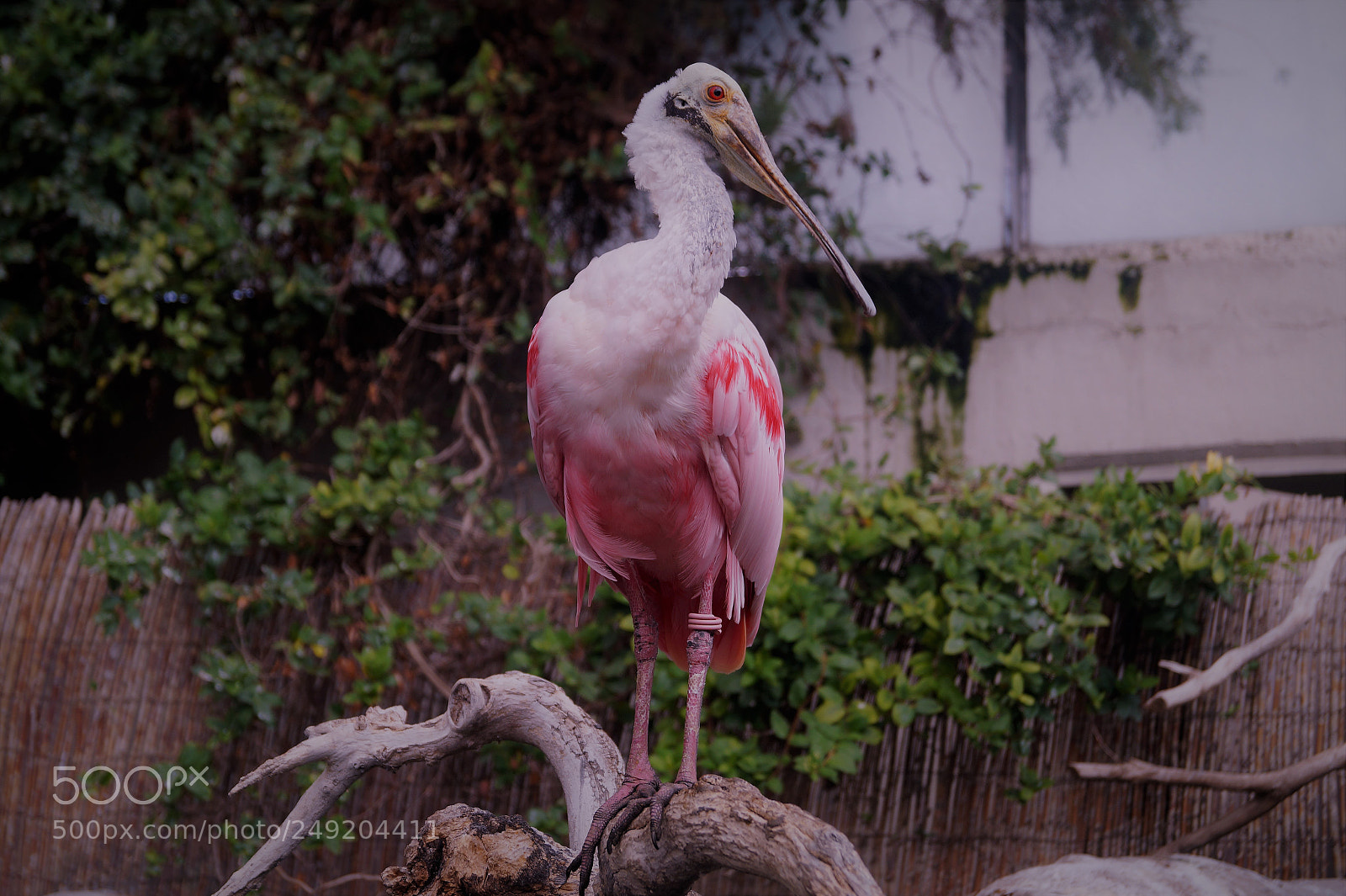 Sony SLT-A58 sample photo. Bird photography
