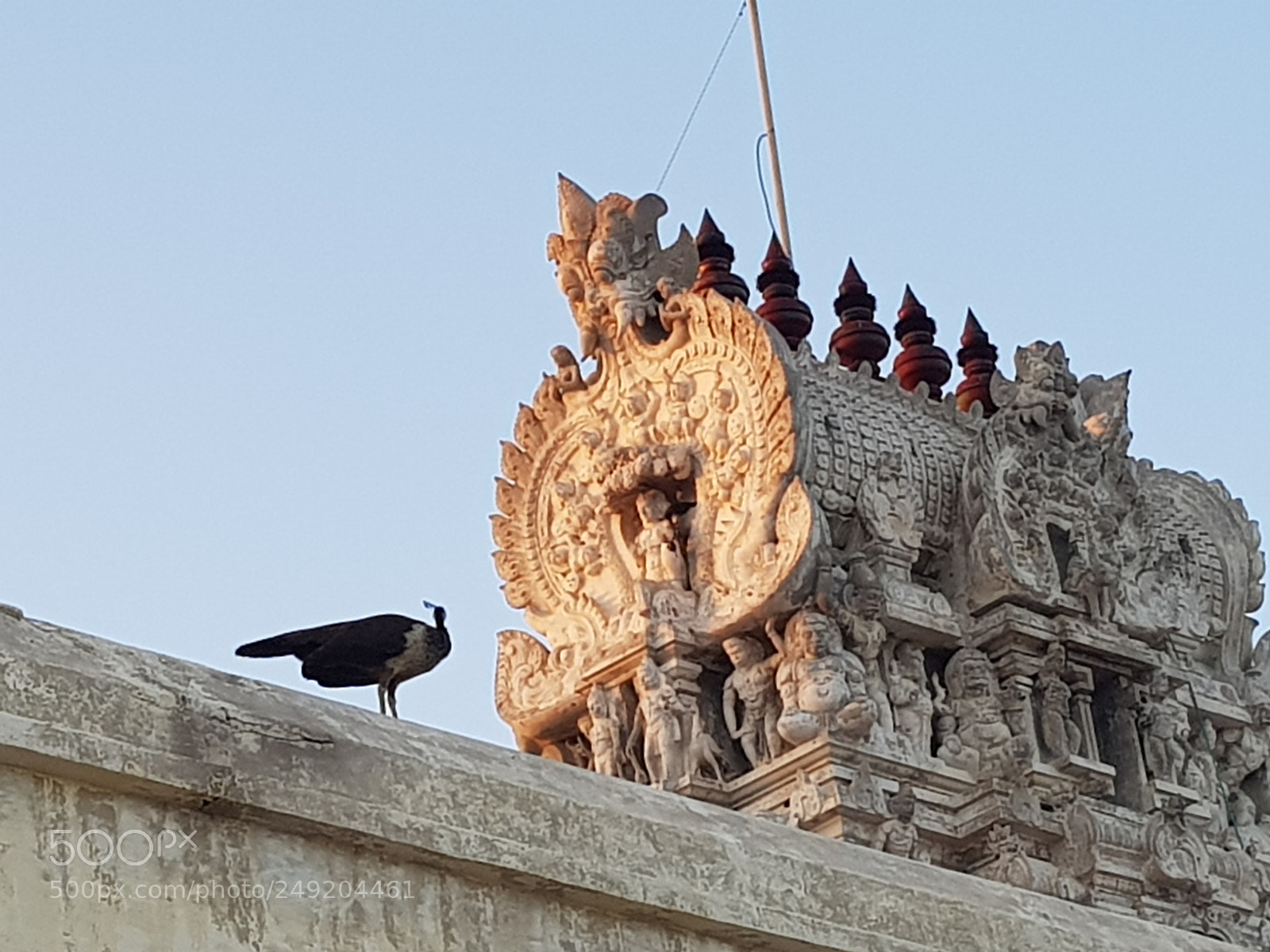 Samsung Galaxy S8+ sample photo. Peacock fort photography