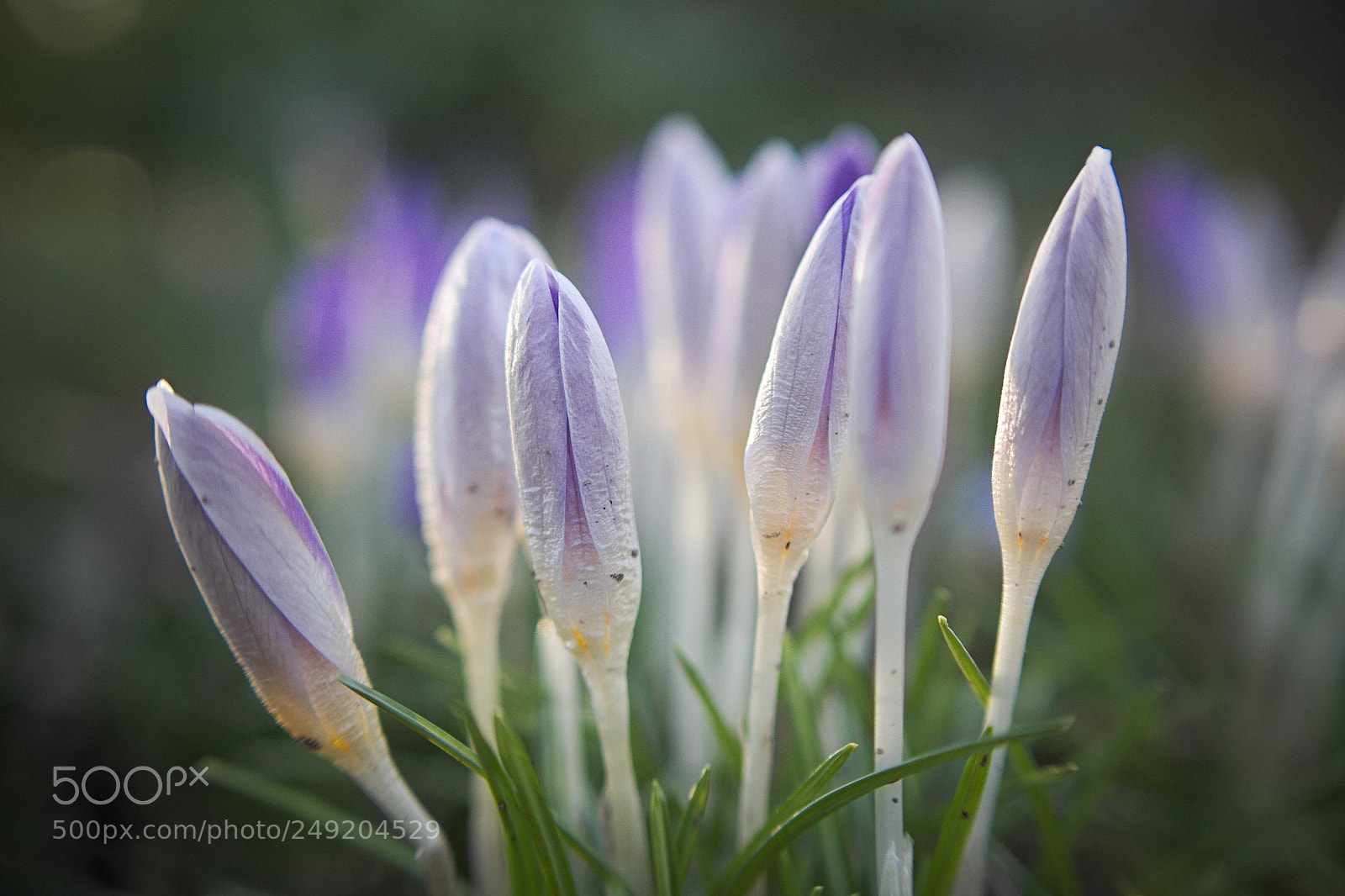 Olympus PEN E-PL5 sample photo. Morning wrinkles photography