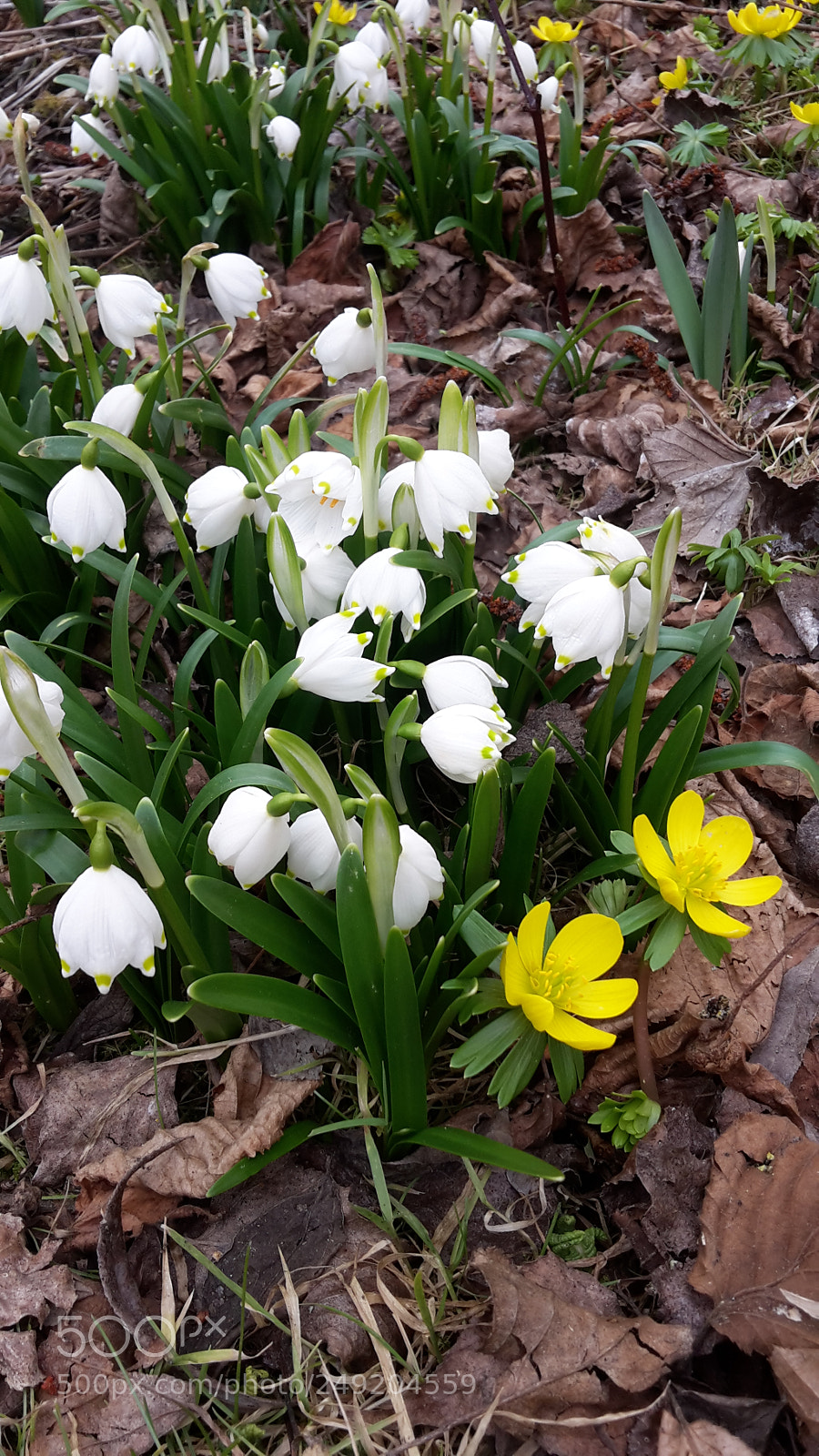 Samsung Galaxy S5 Mini sample photo. Spring signifier photography