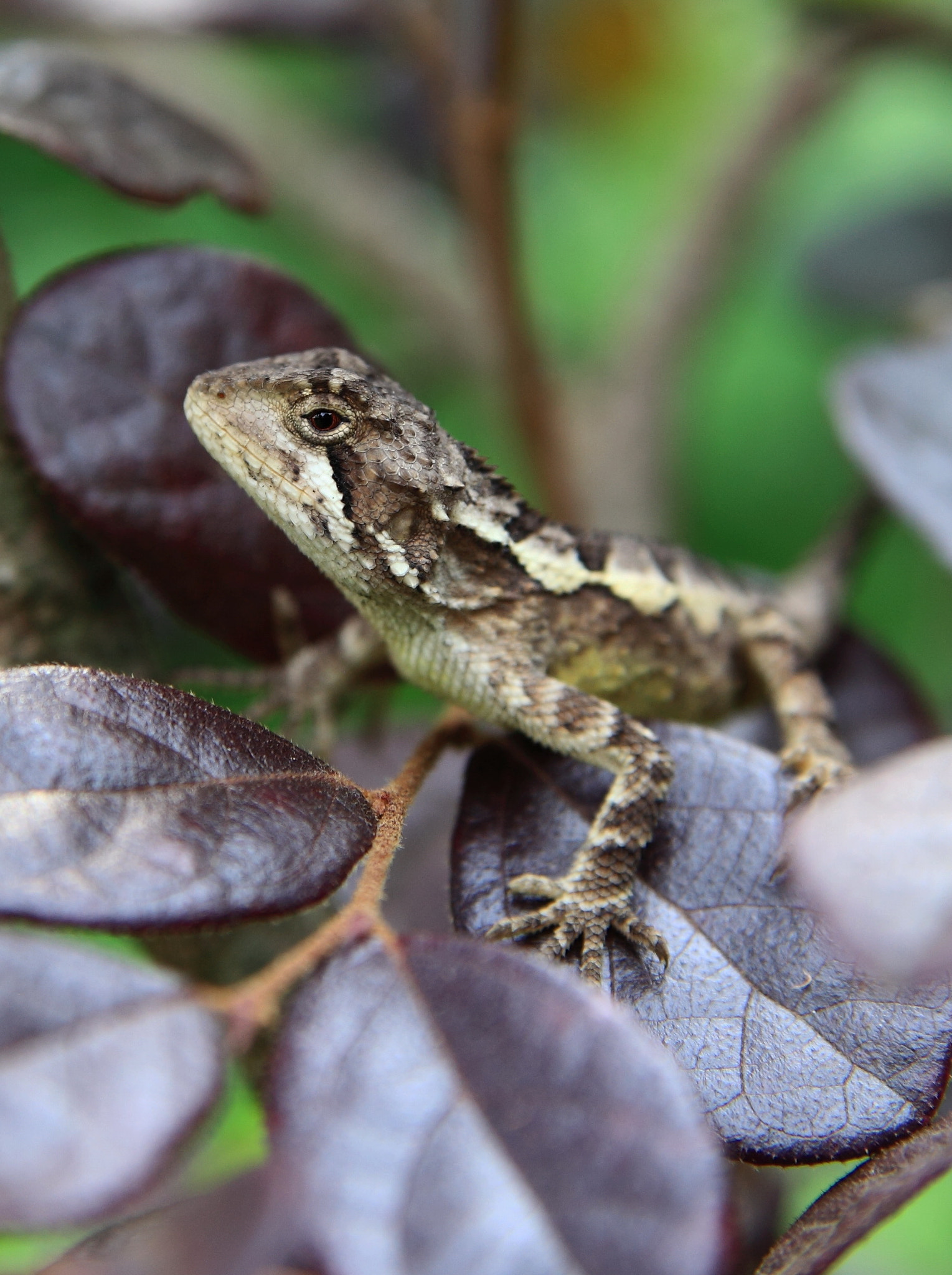 Canon 28-75mm sample photo