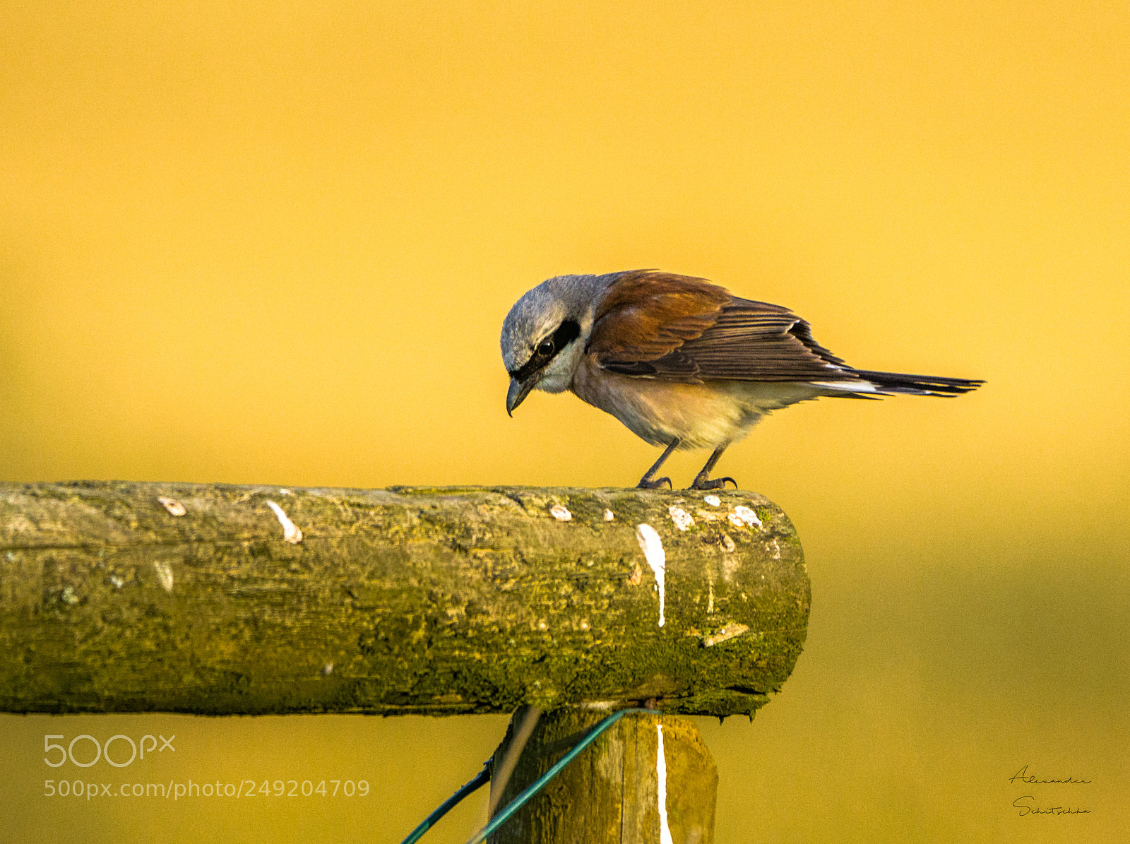 Sony a6000 sample photo. Red-backed shrike photography