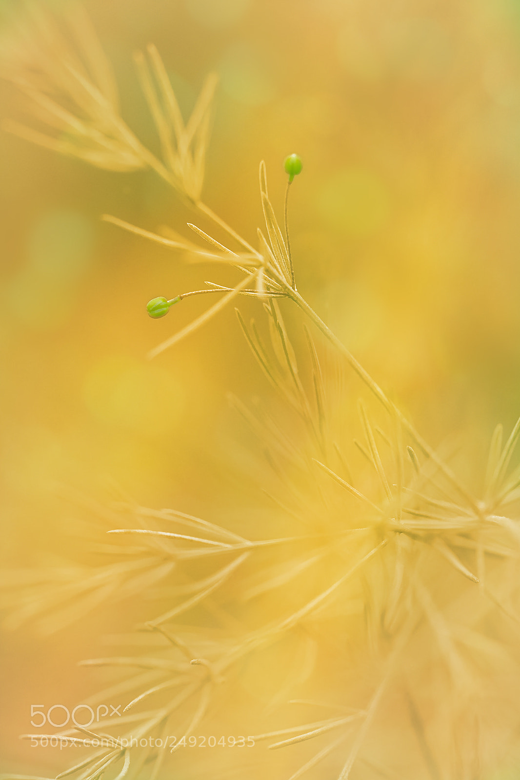Nikon D5200 sample photo. Gold photography