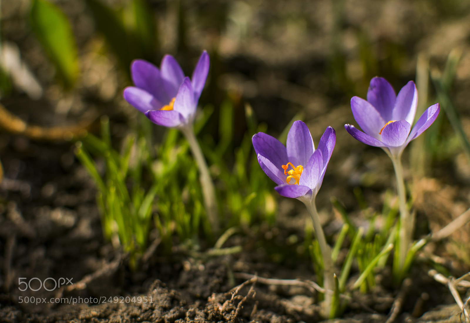 Nikon D3300 sample photo. Springtime photography