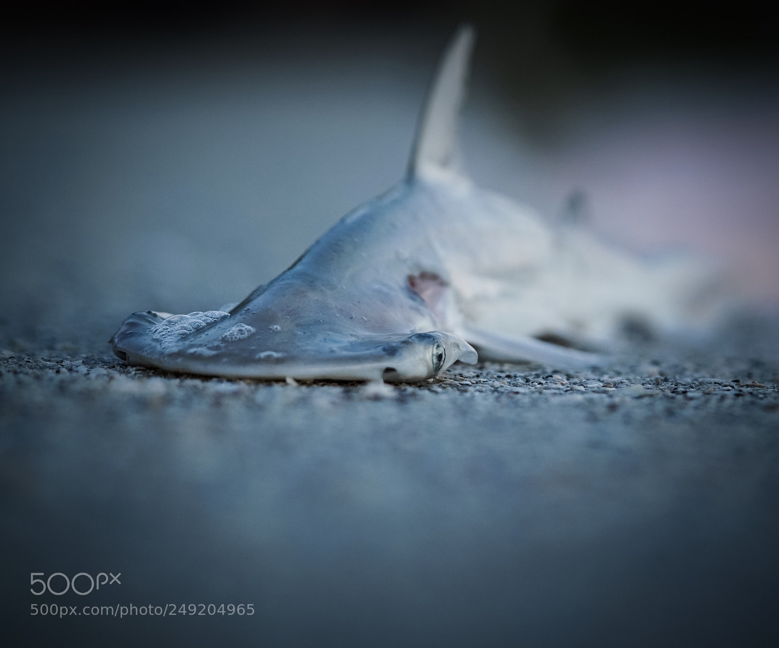 Sony a6300 sample photo. Hammer shark or land photography