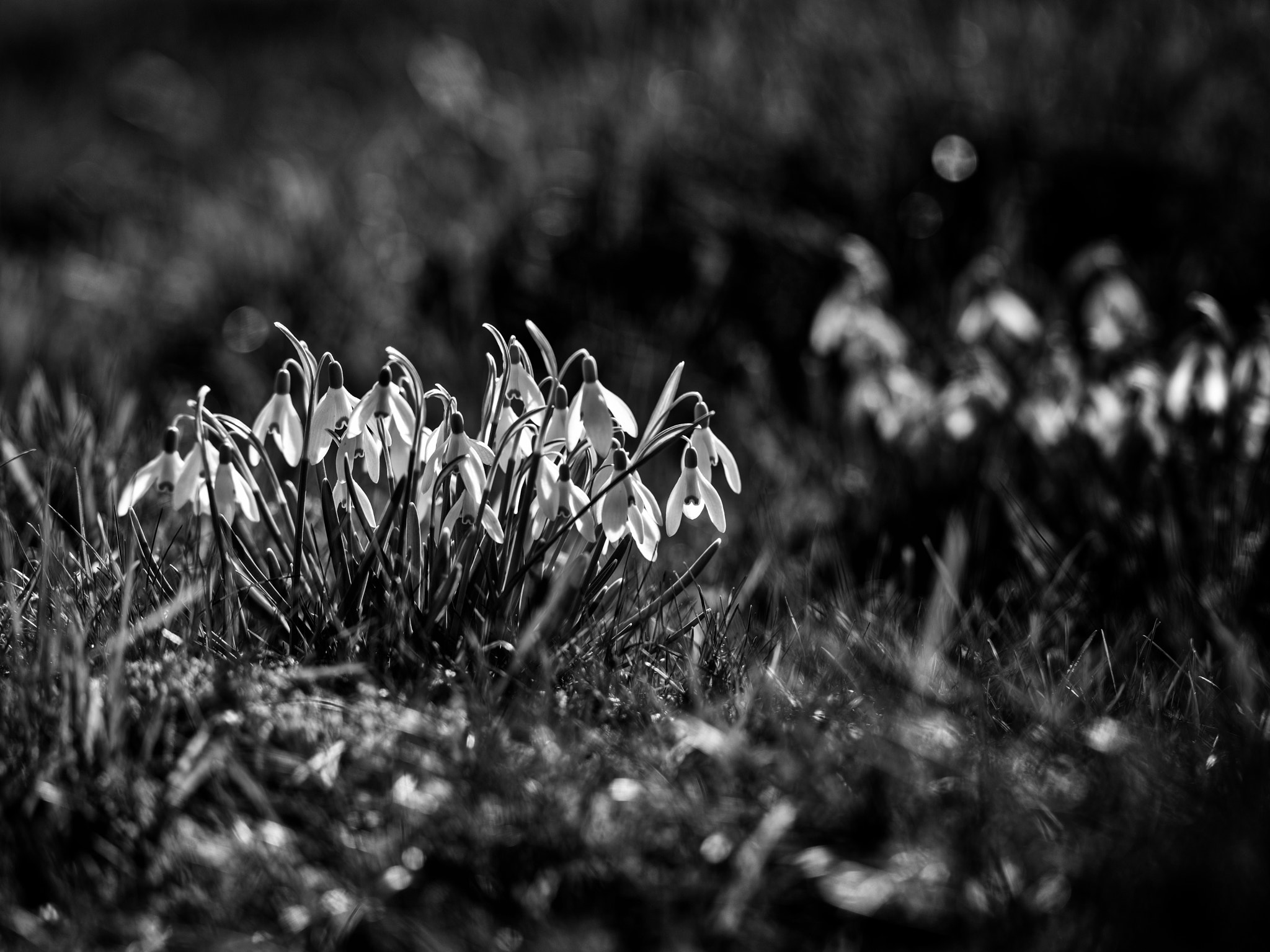 Hasselblad H5D sample photo. Snowdrops in spring light photography