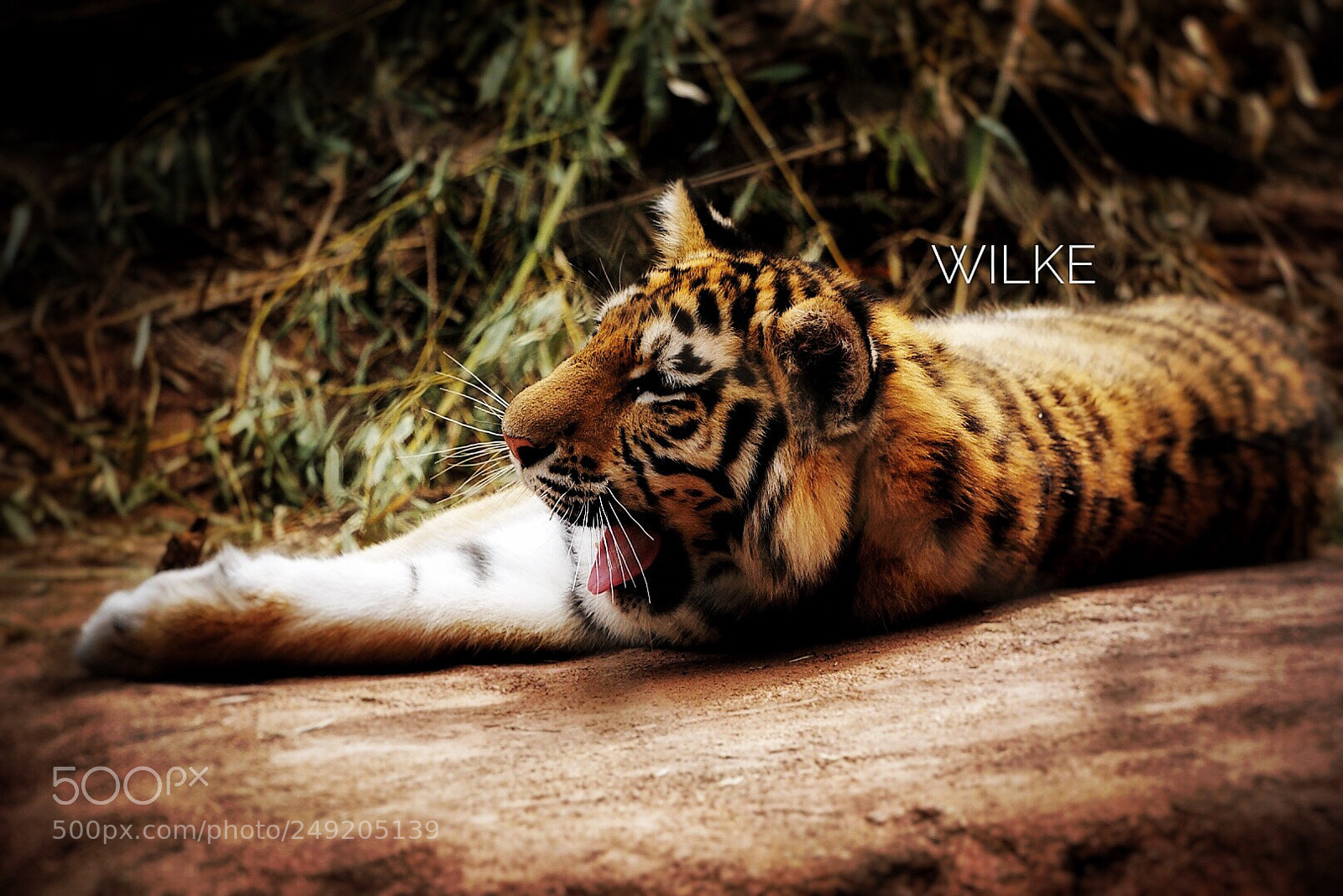 Sony a6000 sample photo. Ferocious and beautiful photography