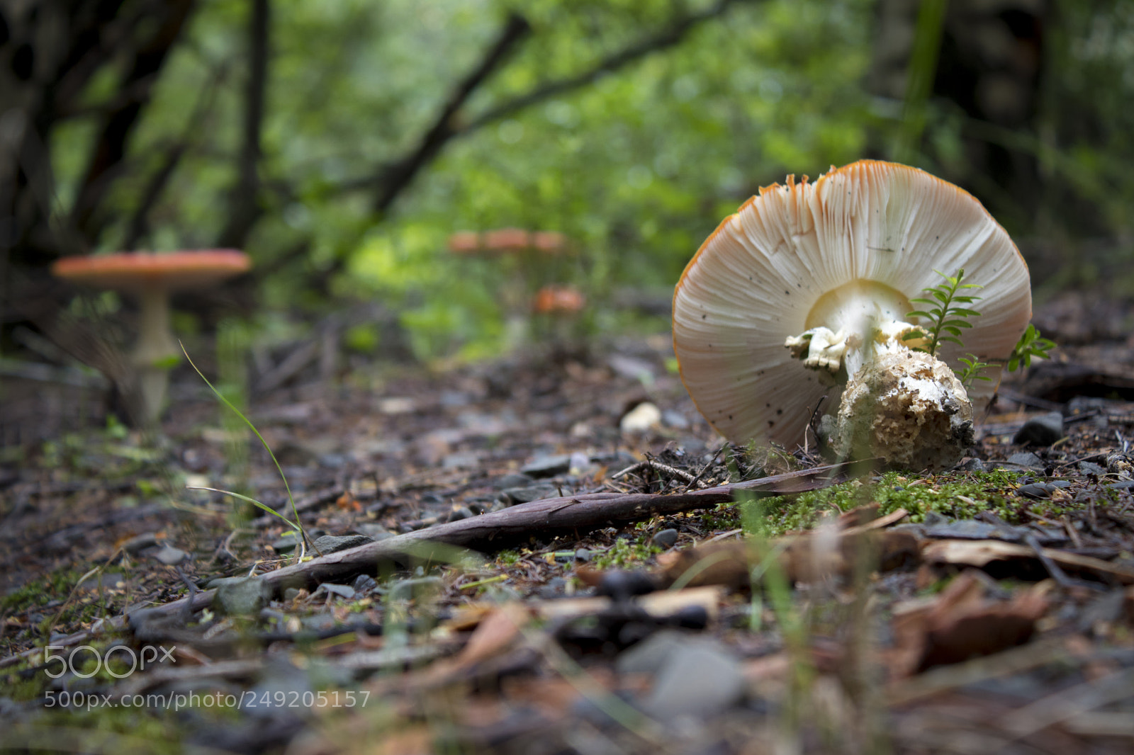Canon EOS 80D sample photo. Life cycles photography