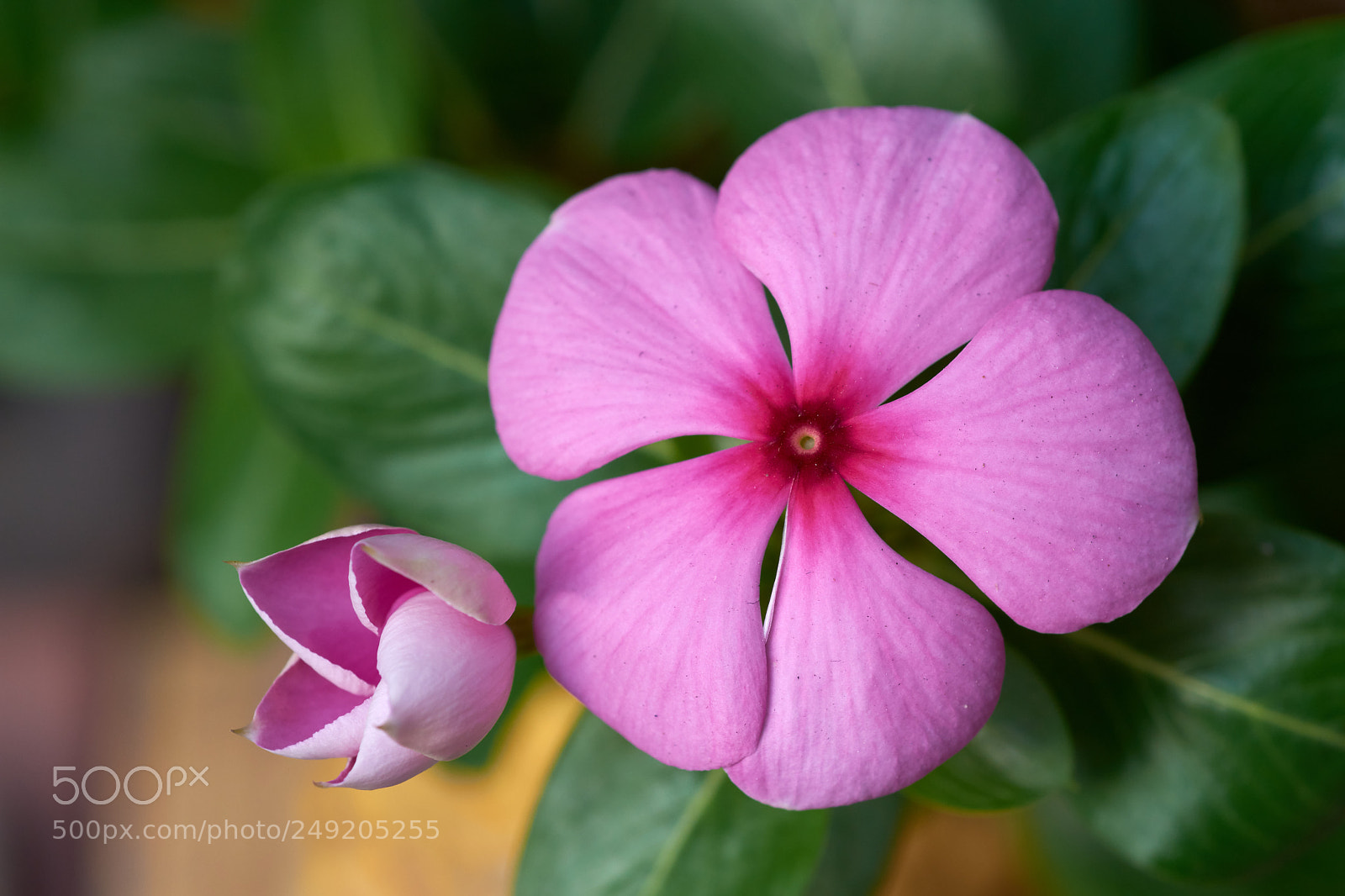 Nikon D7200 sample photo. Pink flower photography