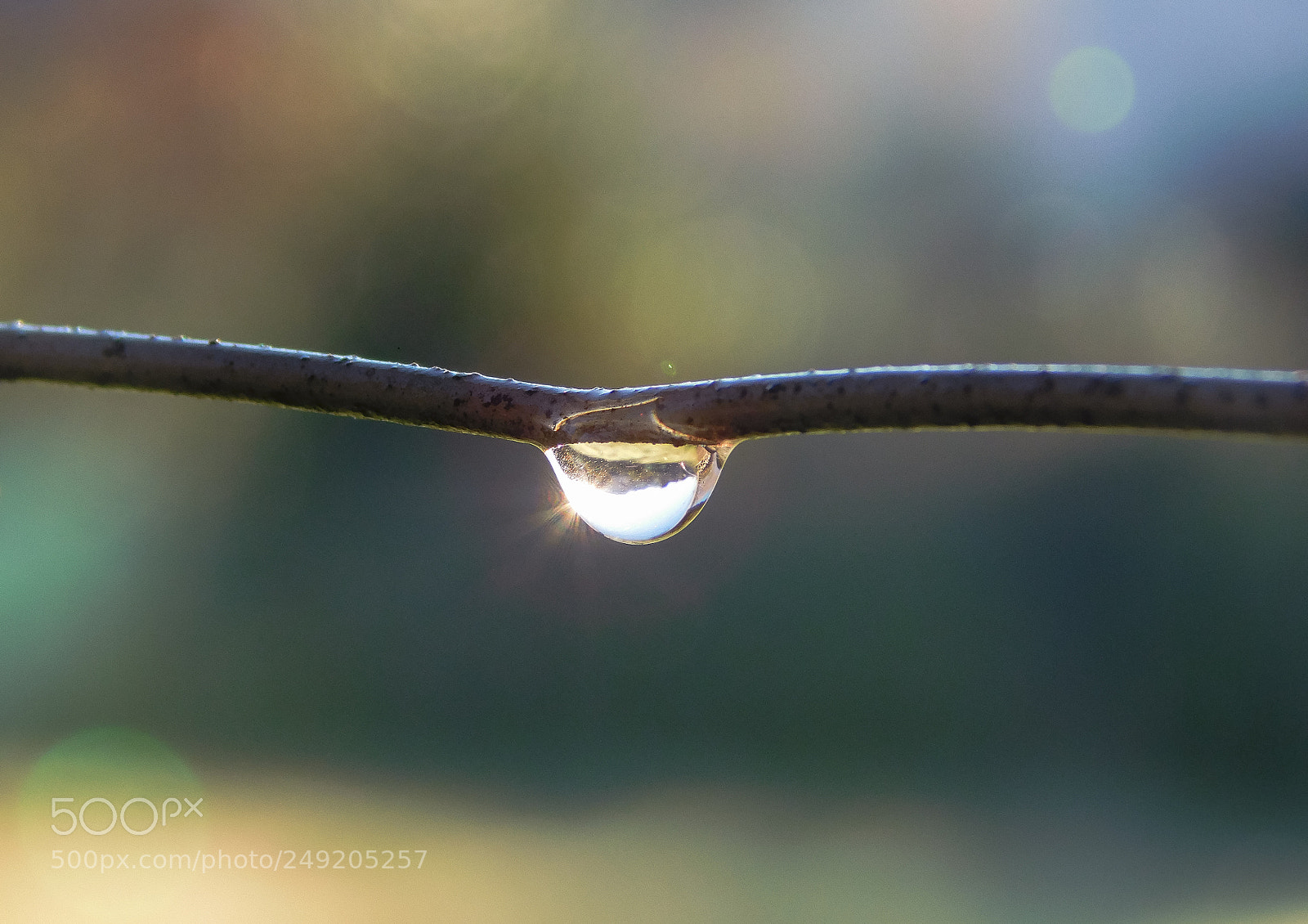Nikon Coolpix L840 sample photo. Drop on wire photography