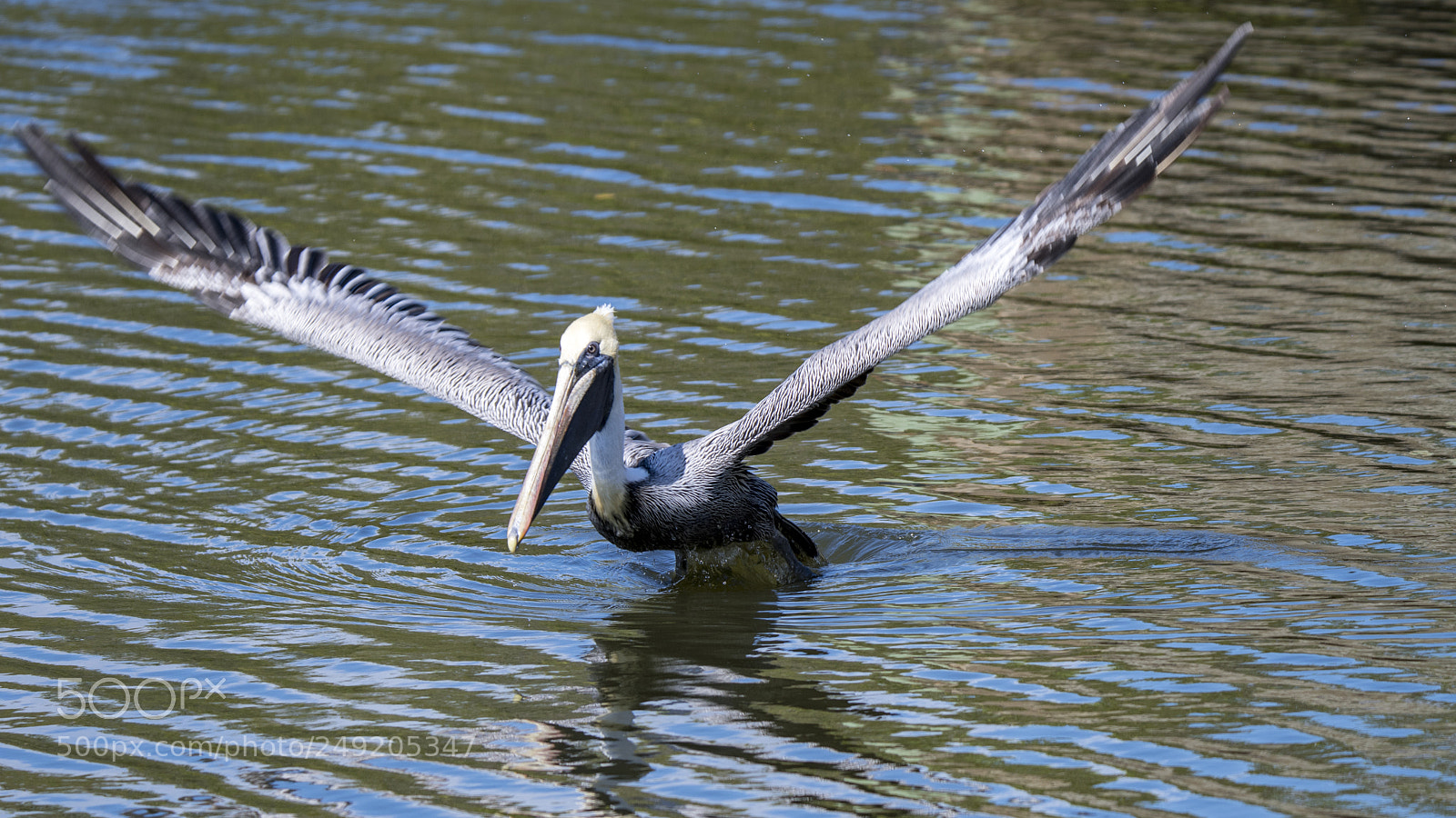 Nikon D500 sample photo. Oh no not another photography