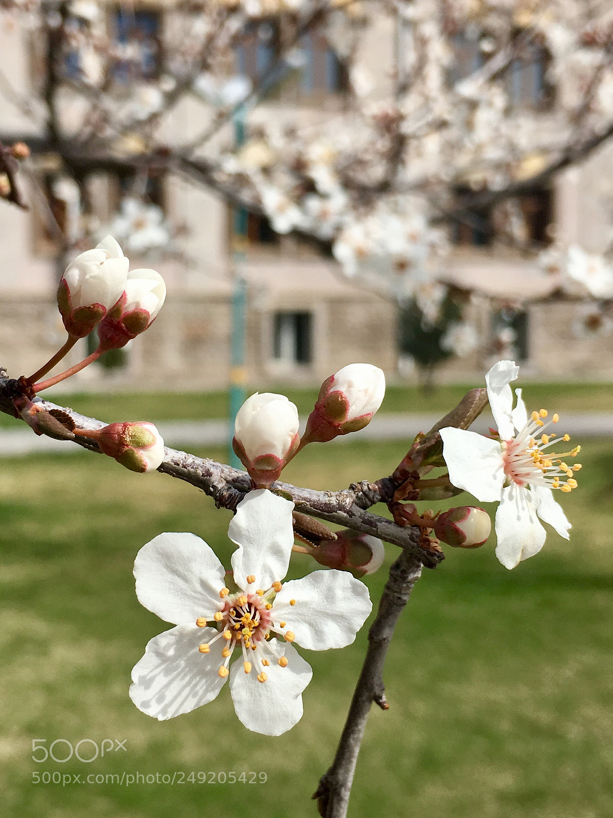 Apple iPhone 6s Plus sample photo. Welcome spring photography