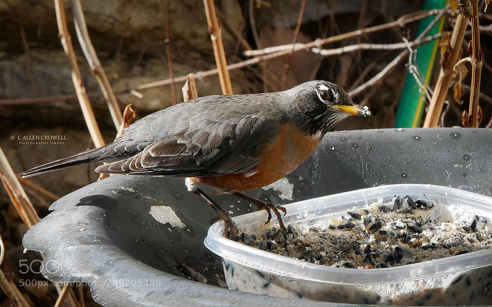 Panasonic Lumix DMC-GX85 (Lumix DMC-GX80 / Lumix DMC-GX7 Mark II) sample photo. Eating suet photography