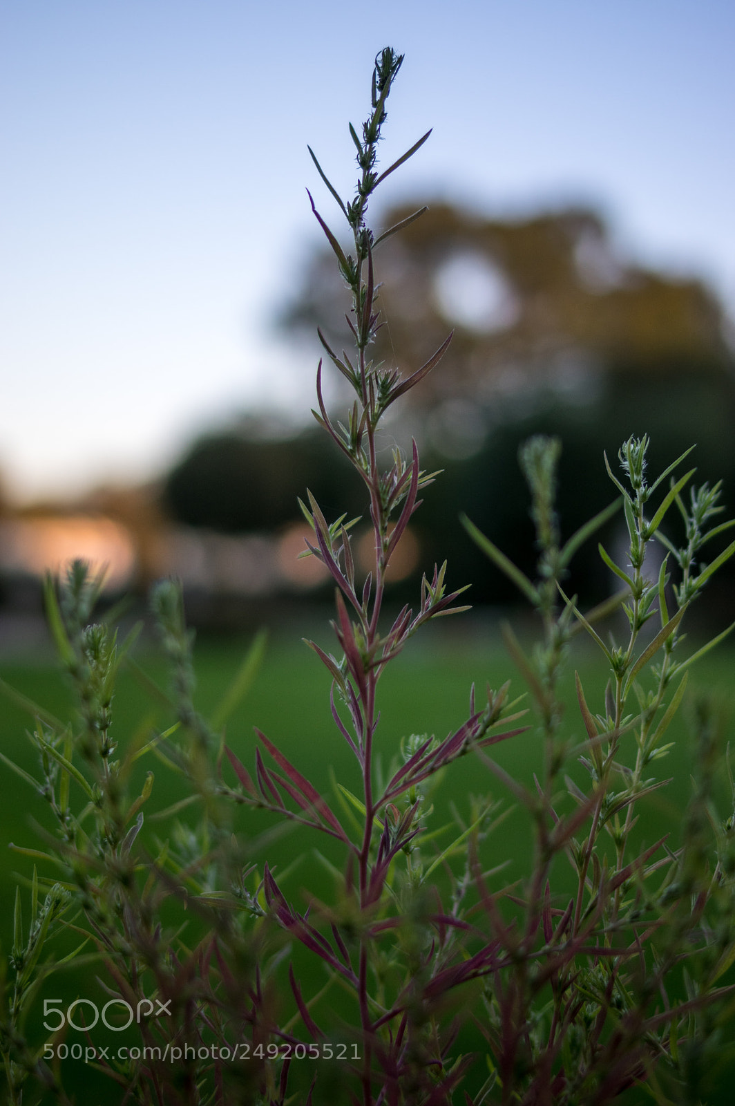 Pentax K-3 sample photo. Plant photography