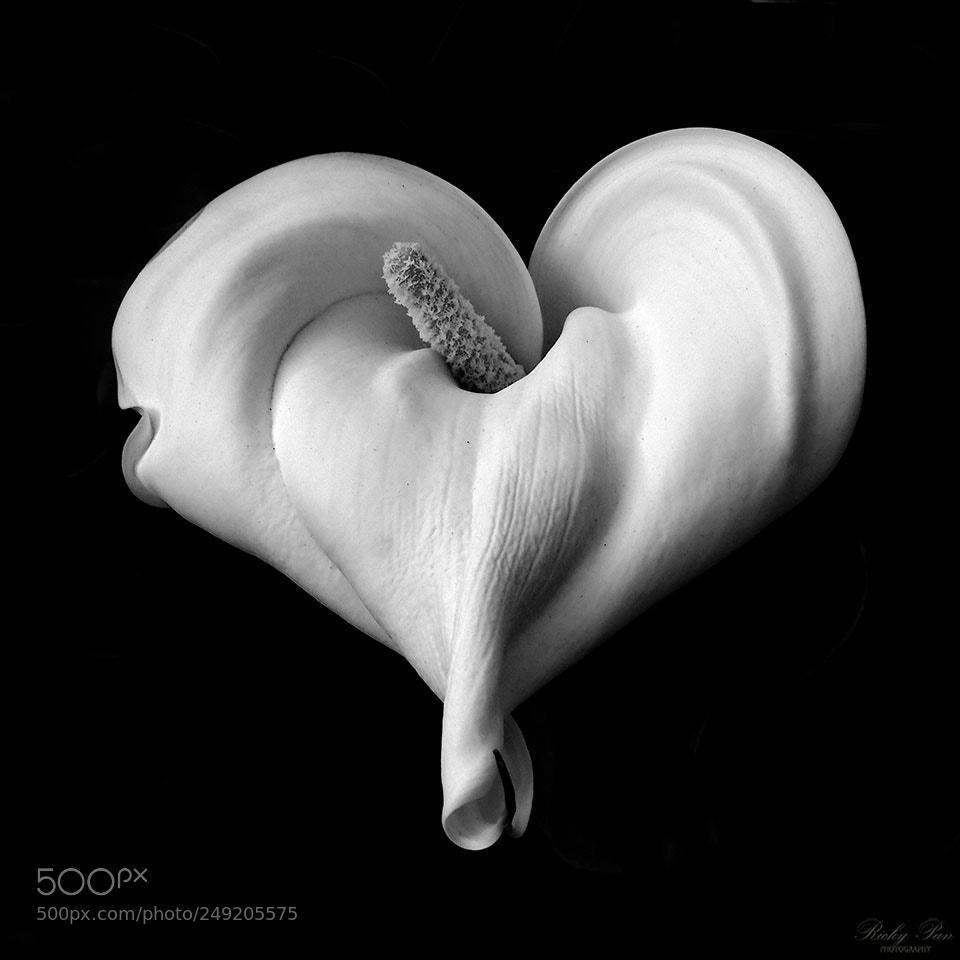 Olympus OM-D E-M1 Mark II sample photo. Calla lily photography