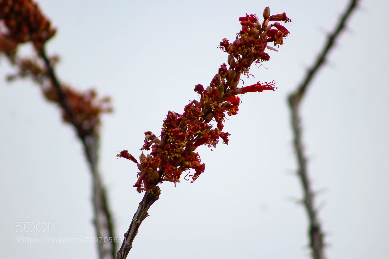 Canon EOS 1200D (EOS Rebel T5 / EOS Kiss X70 / EOS Hi) sample photo. Ocotillo bloom photography