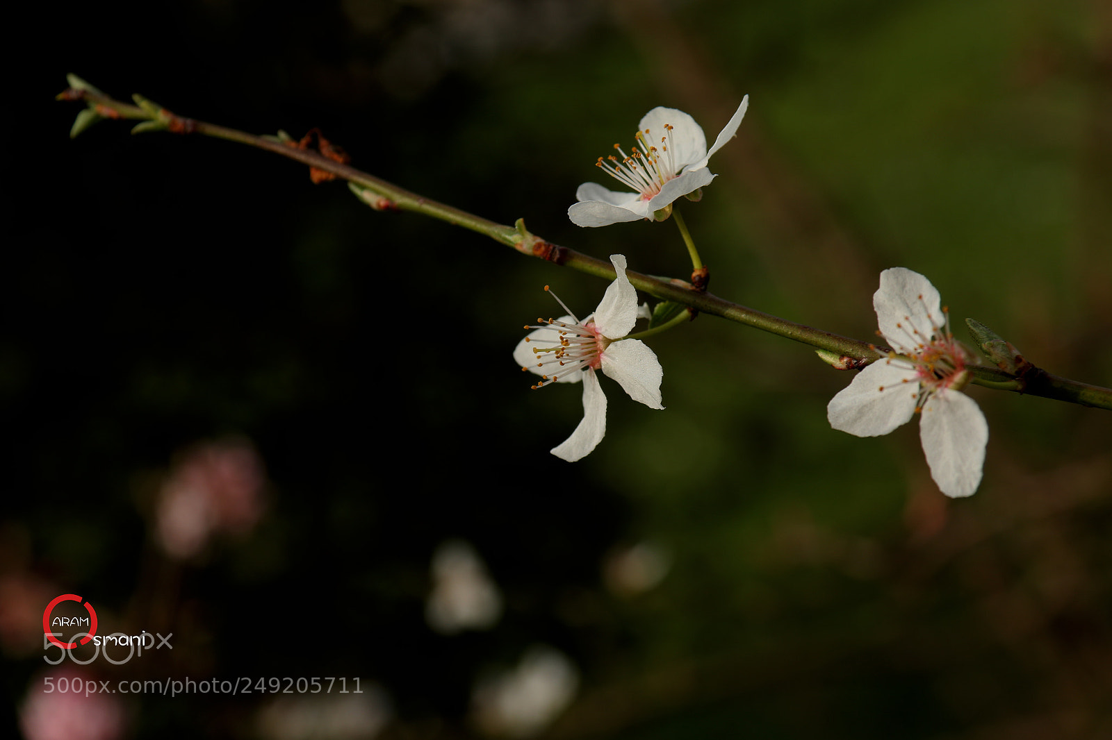 Canon EOS 7D Mark II sample photo. Ca photography