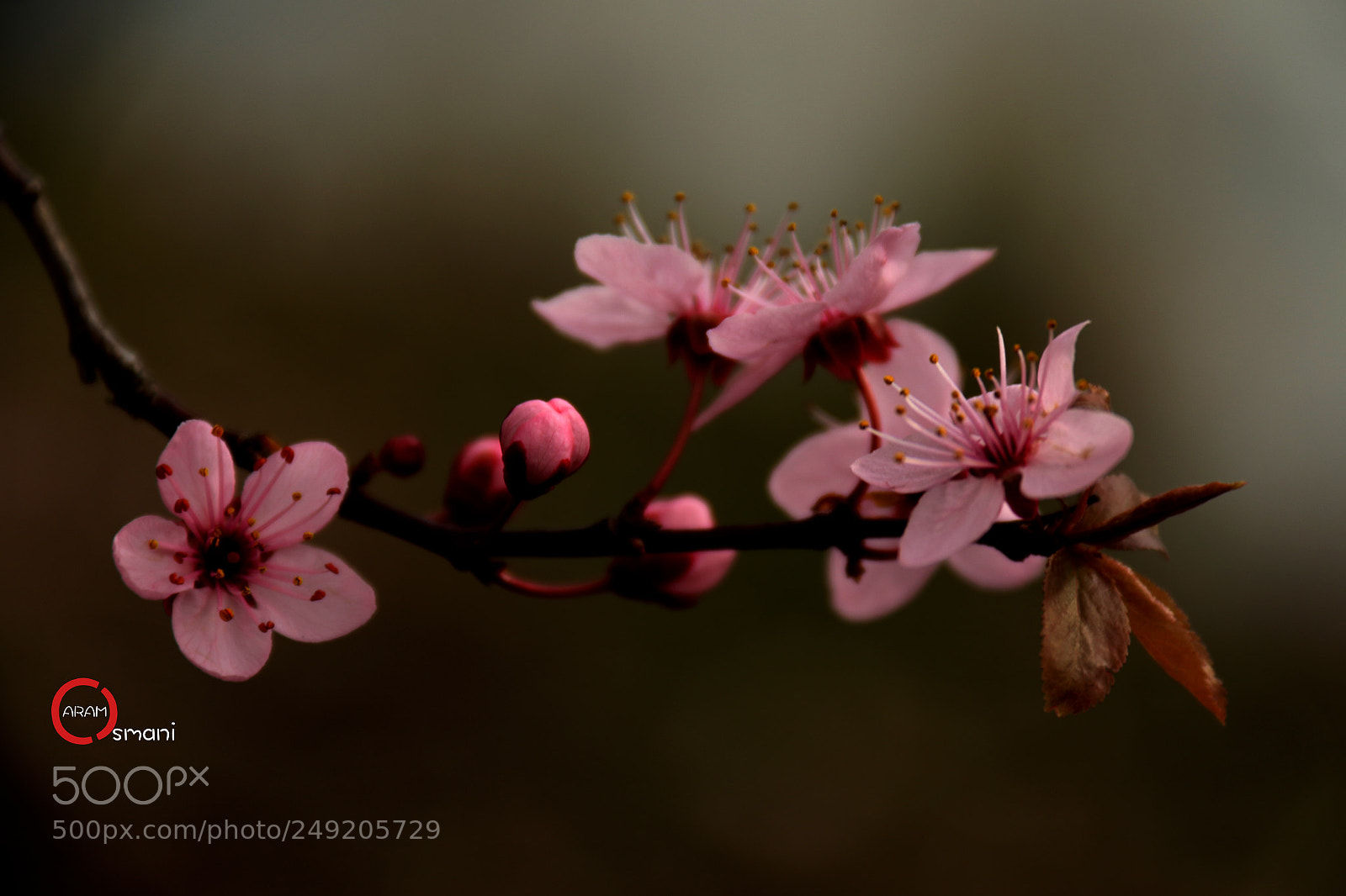 Canon EOS 7D Mark II sample photo. Ca photography