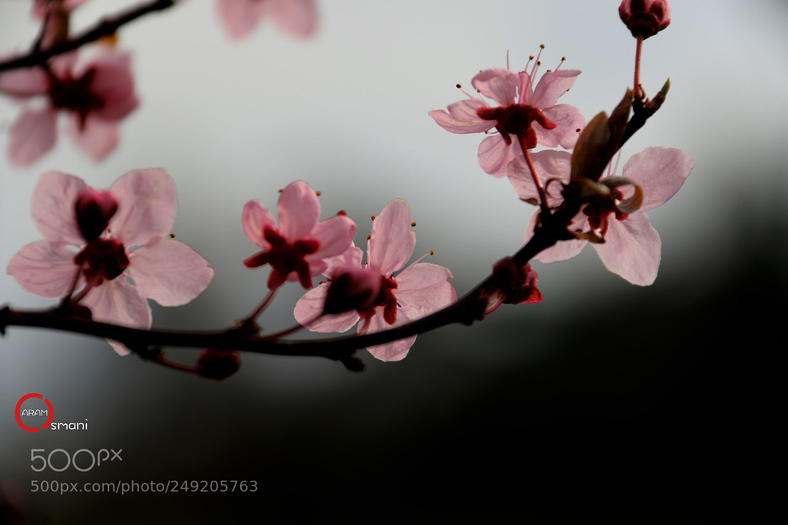 Canon EOS 7D Mark II sample photo. Ca photography