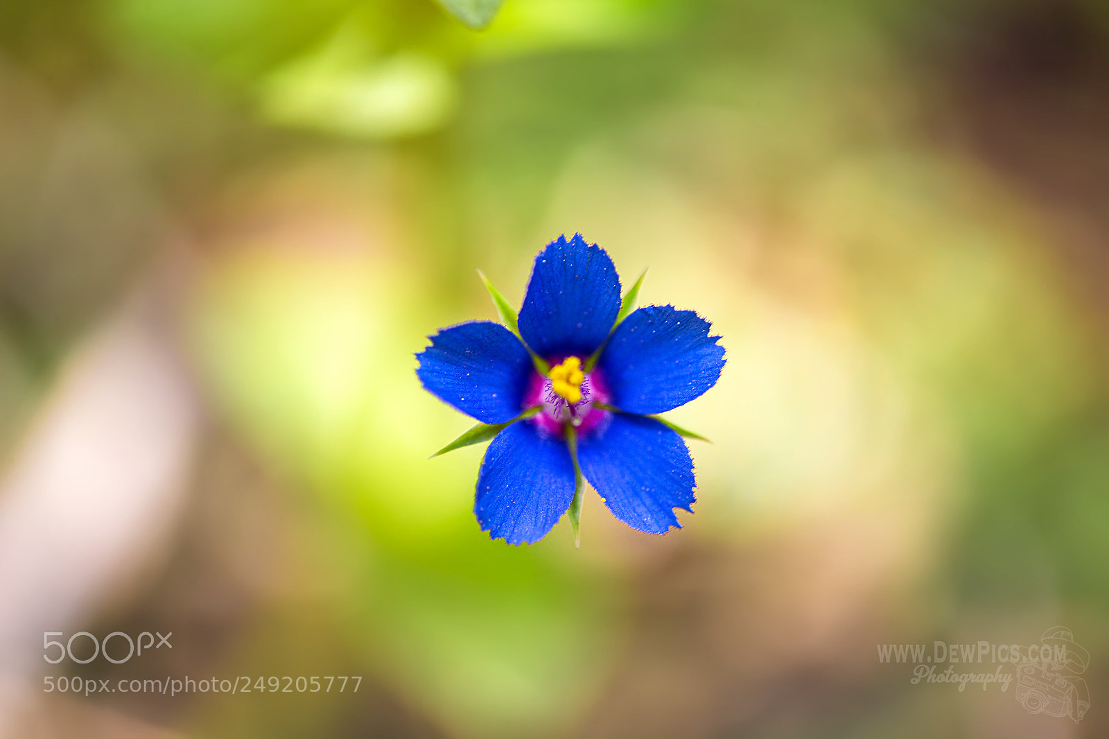 Canon EOS-1D X sample photo. Blue gold photography