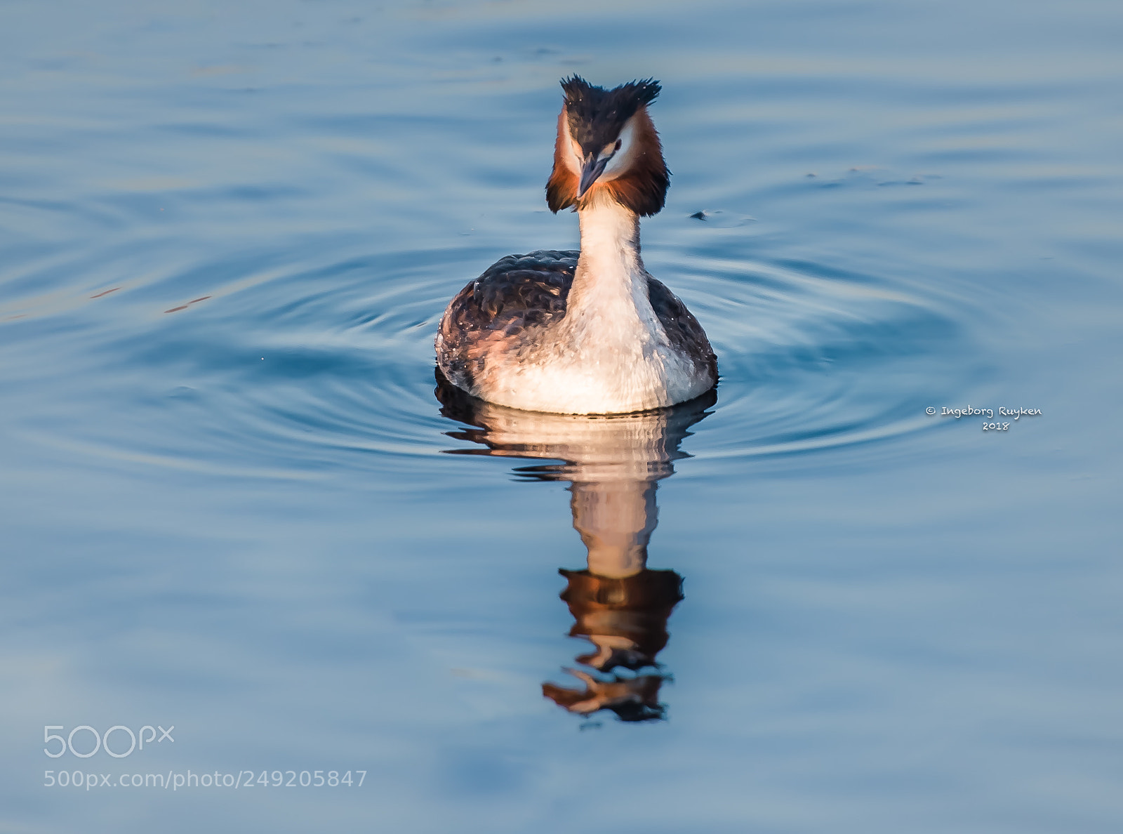 Nikon D800 sample photo. Grebe 3577 photography