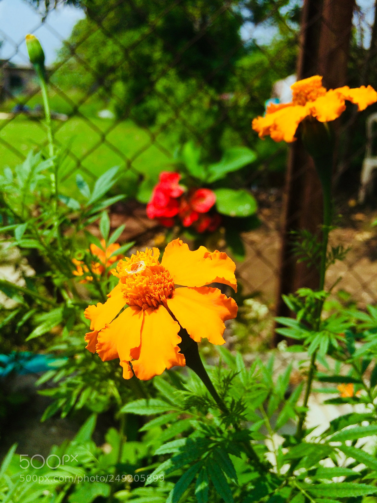 Apple iPhone 5s sample photo. Butterfly flower. photography