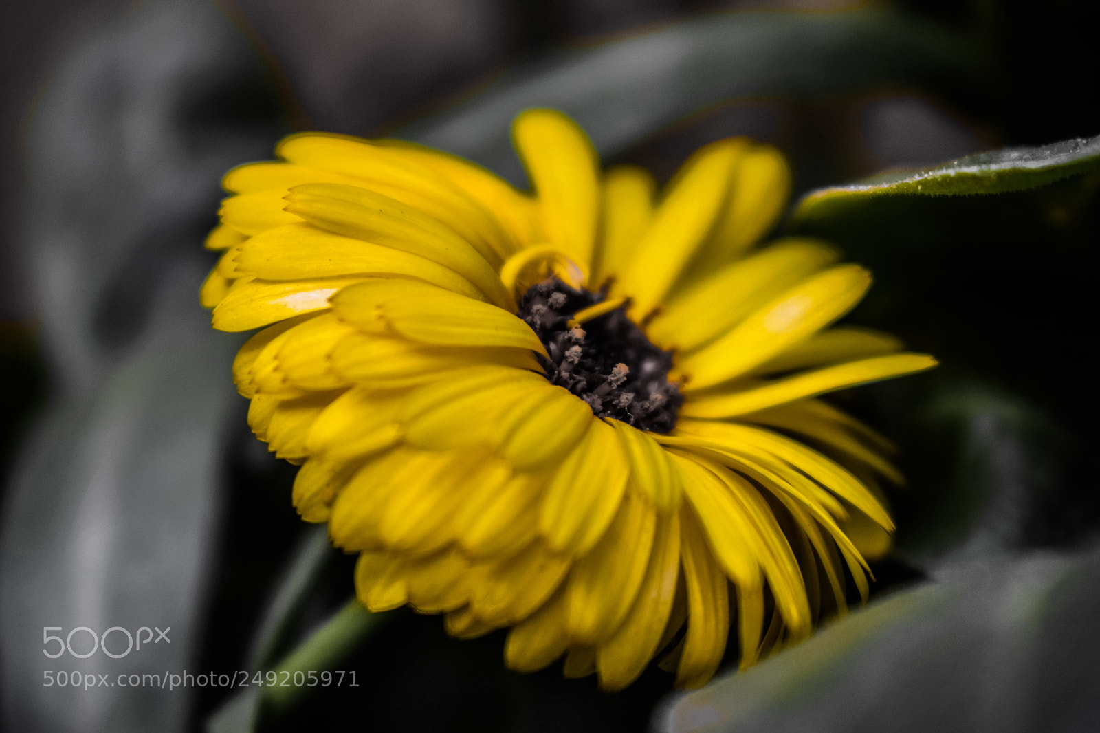 Nikon D3300 sample photo. Flower photography