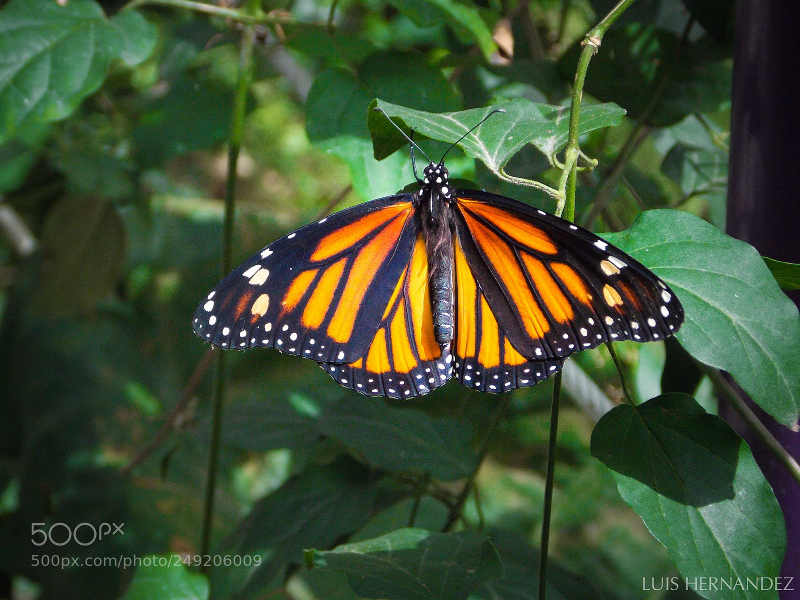 Nikon Coolpix L810 sample photo. Mariposa monarca photography